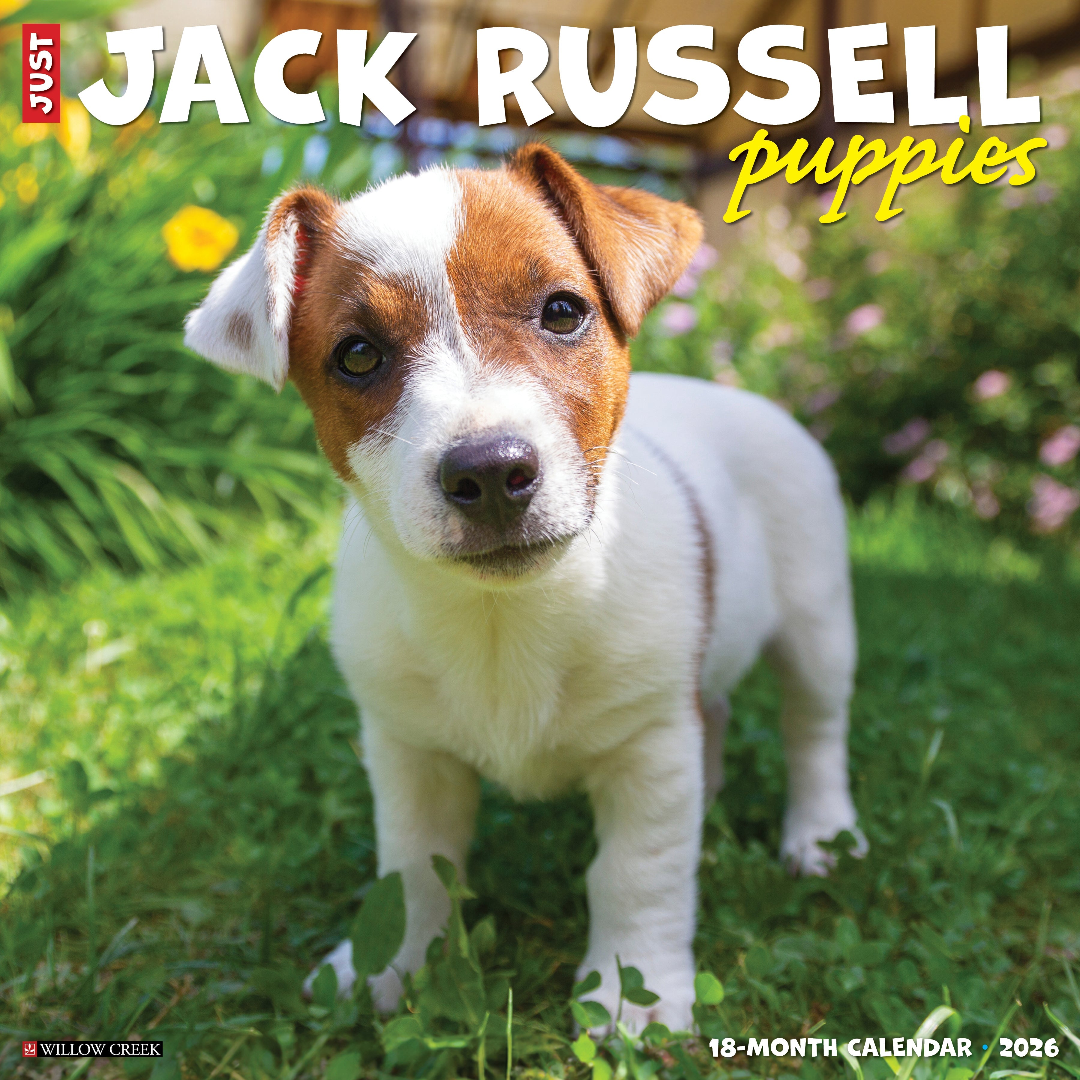 2026 Jack Russell Puppies - Square Wall Calendar