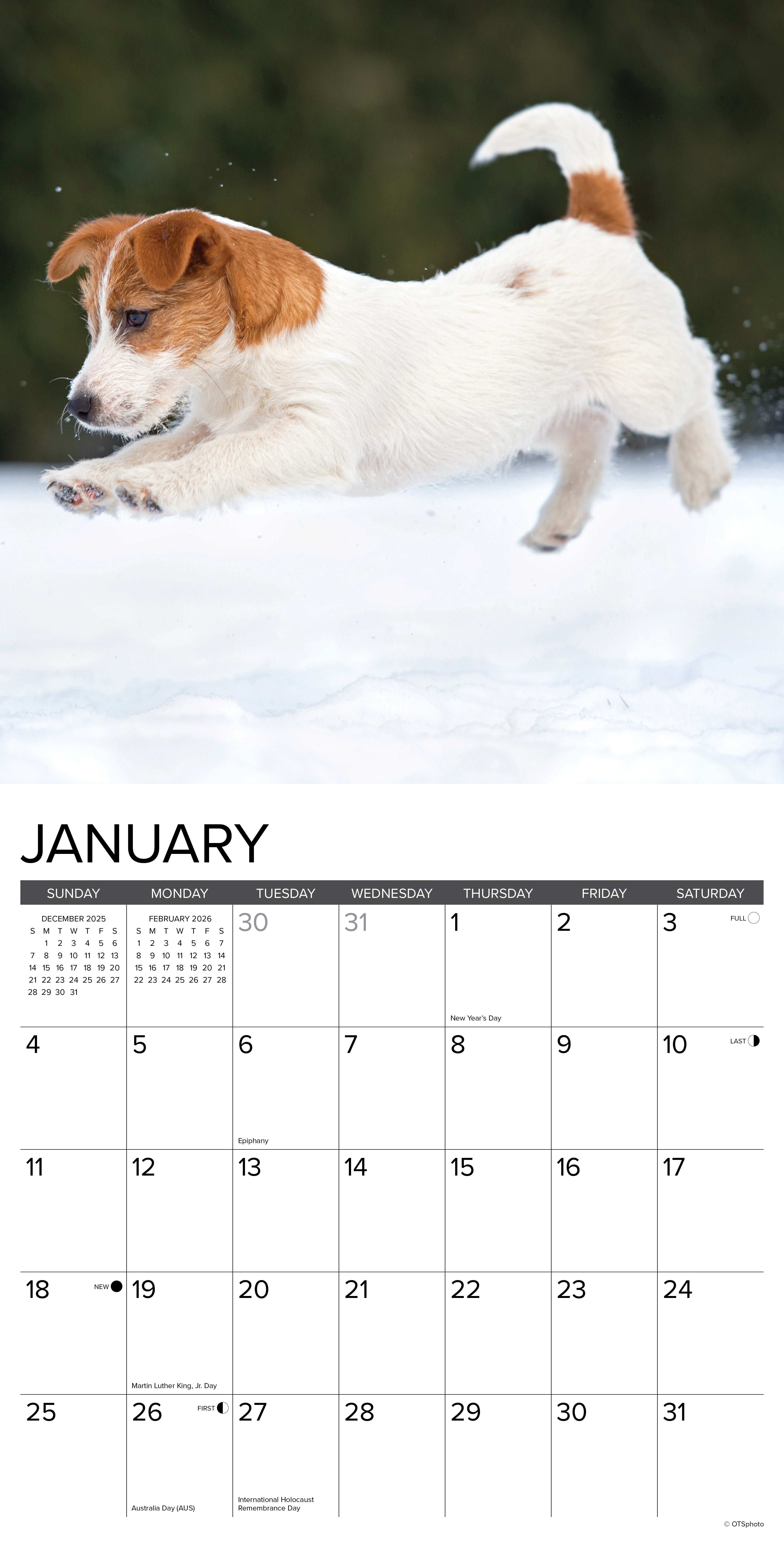 2026 Jack Russell Puppies - Square Wall Calendar