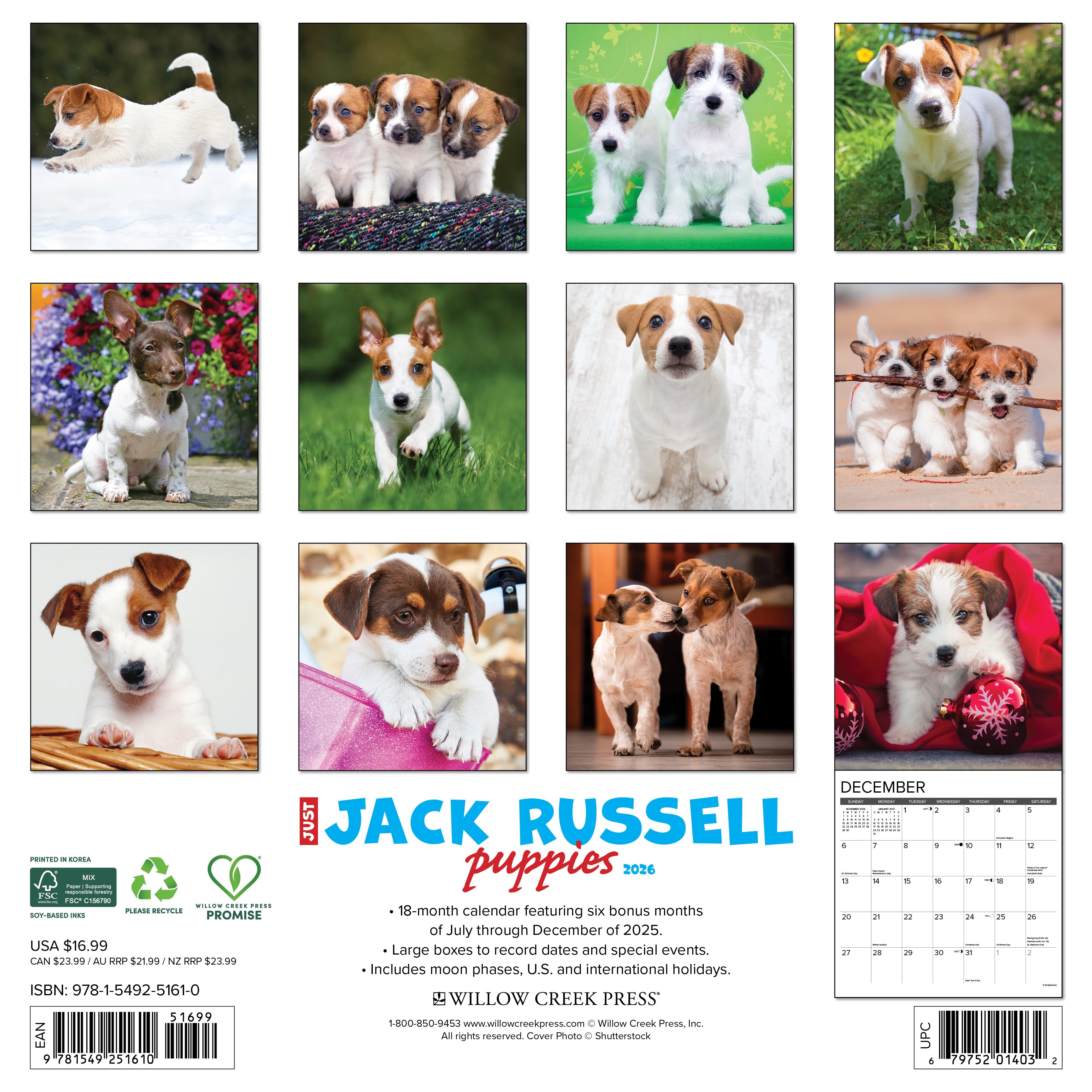 2026 Jack Russell Puppies - Square Wall Calendar