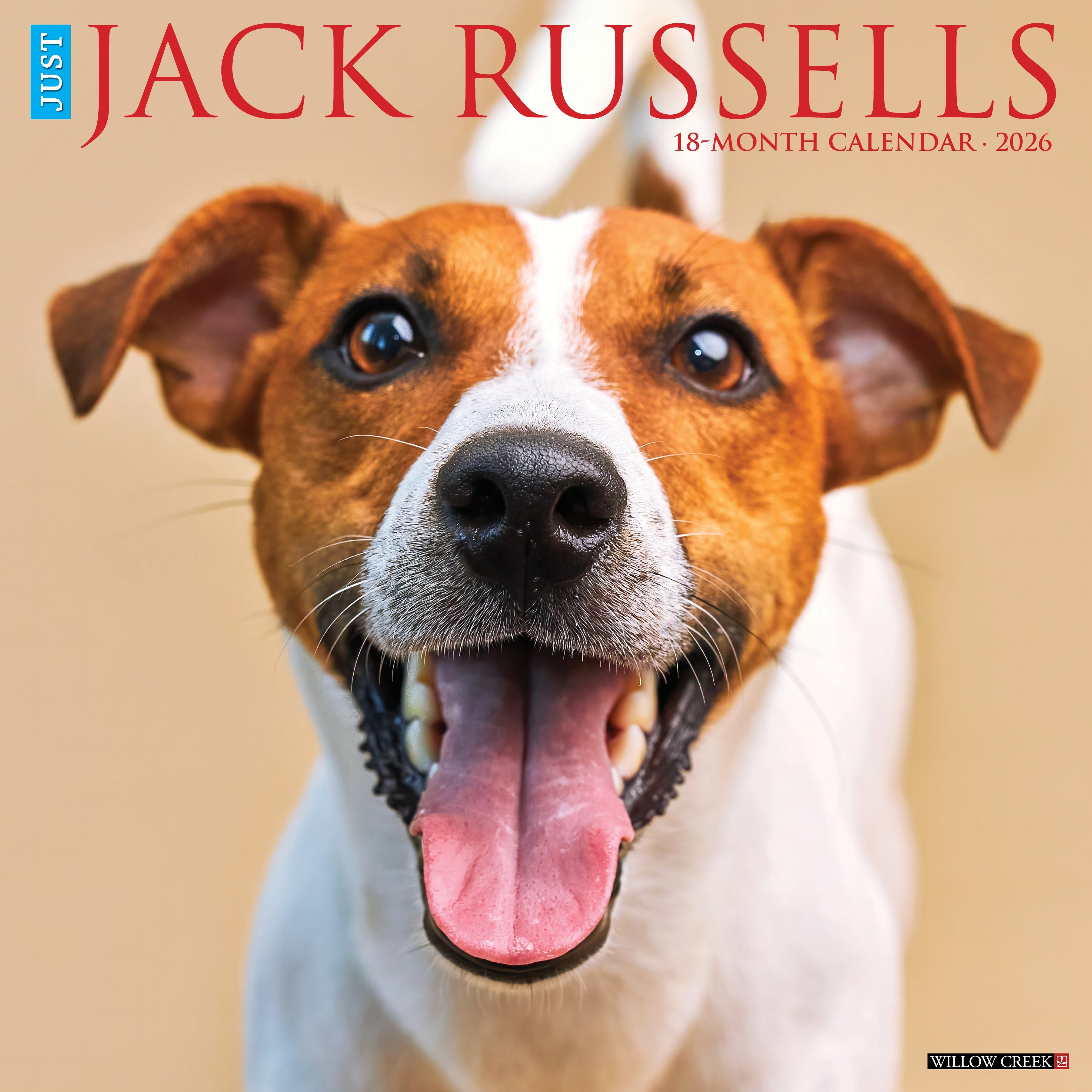 2026 Jack Russells - Square Wall Calendar