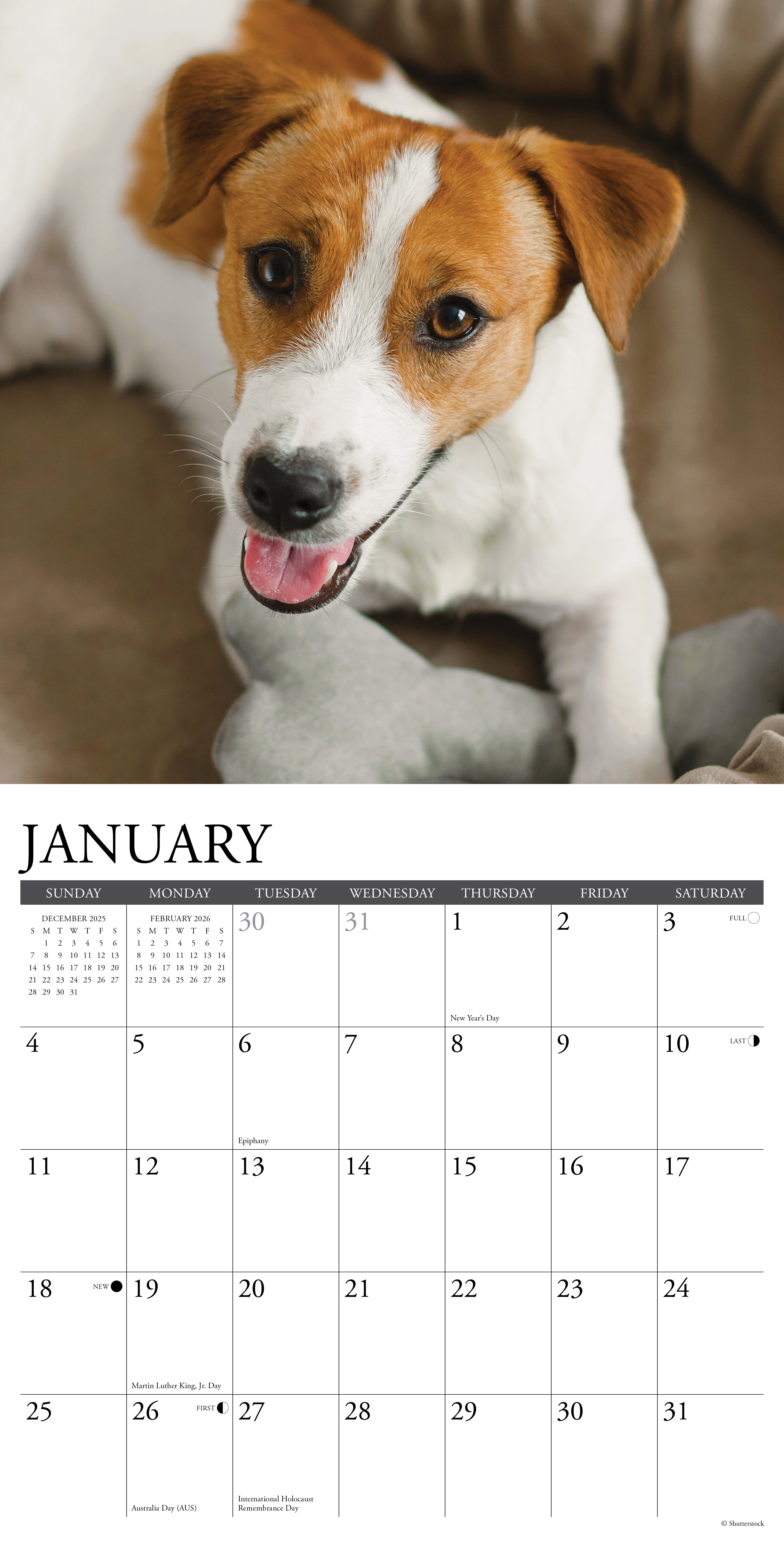 2026 Jack Russells - Square Wall Calendar