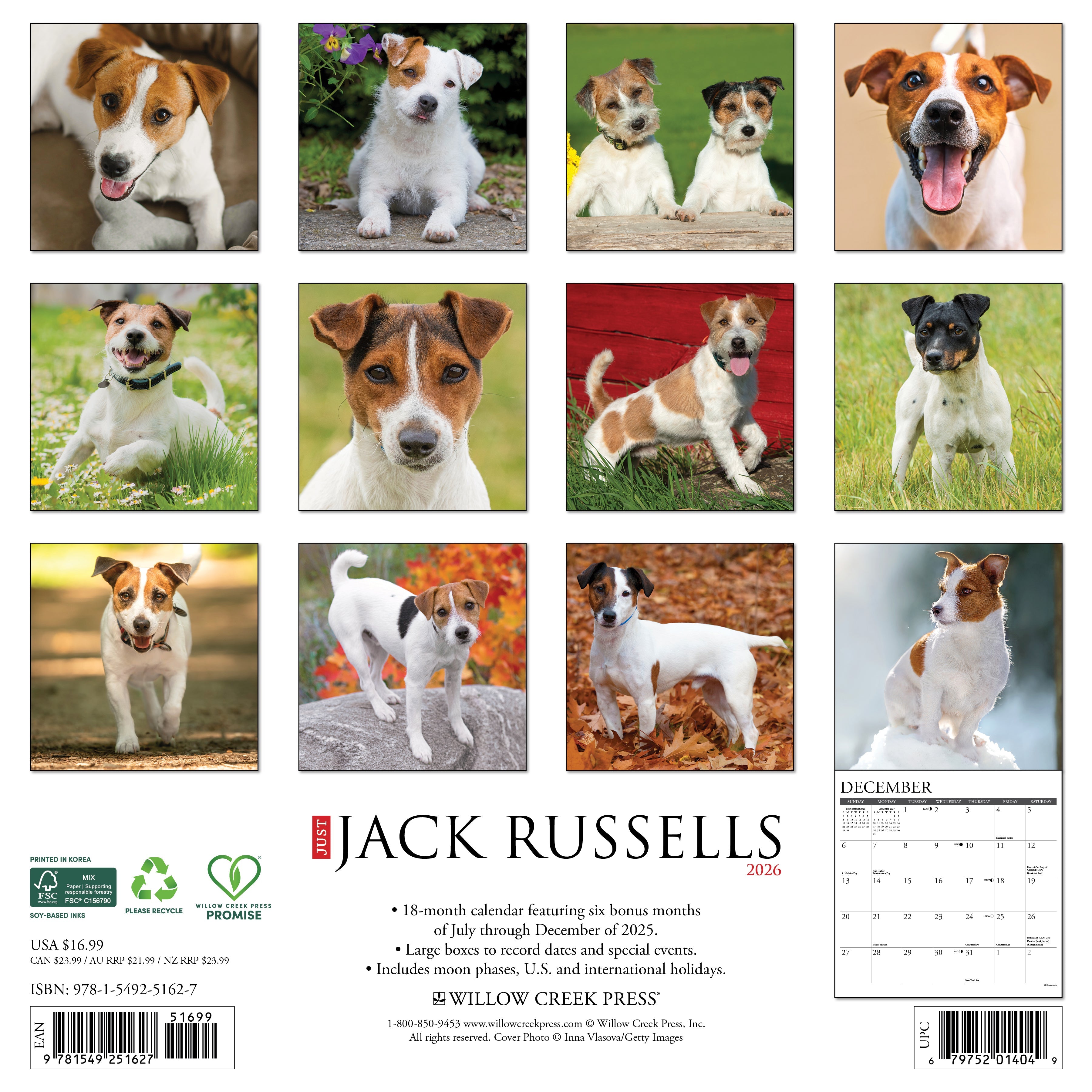 2026 Jack Russells - Square Wall Calendar