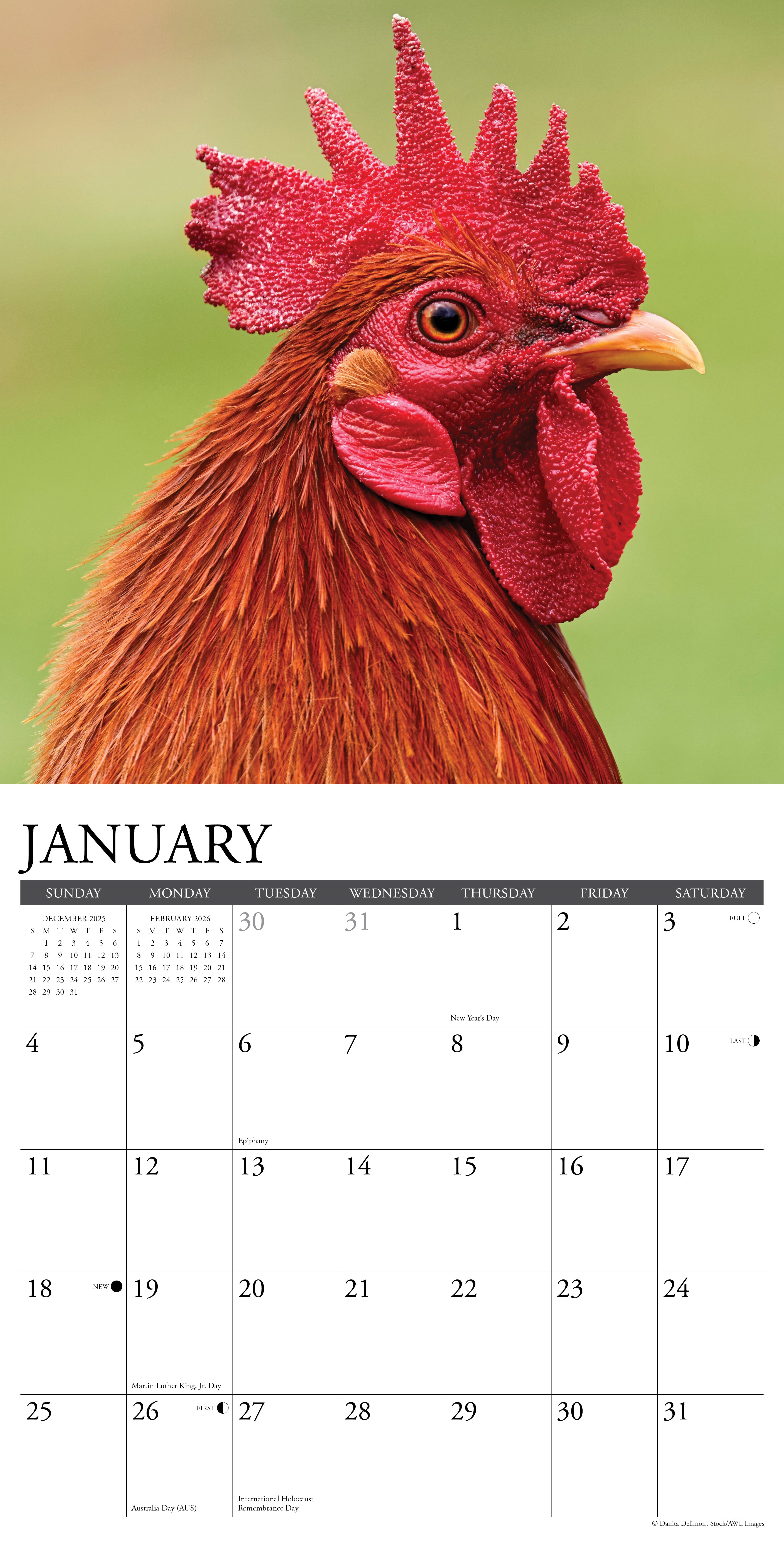 2026 Just Us Chickens - Square Wall Calendar