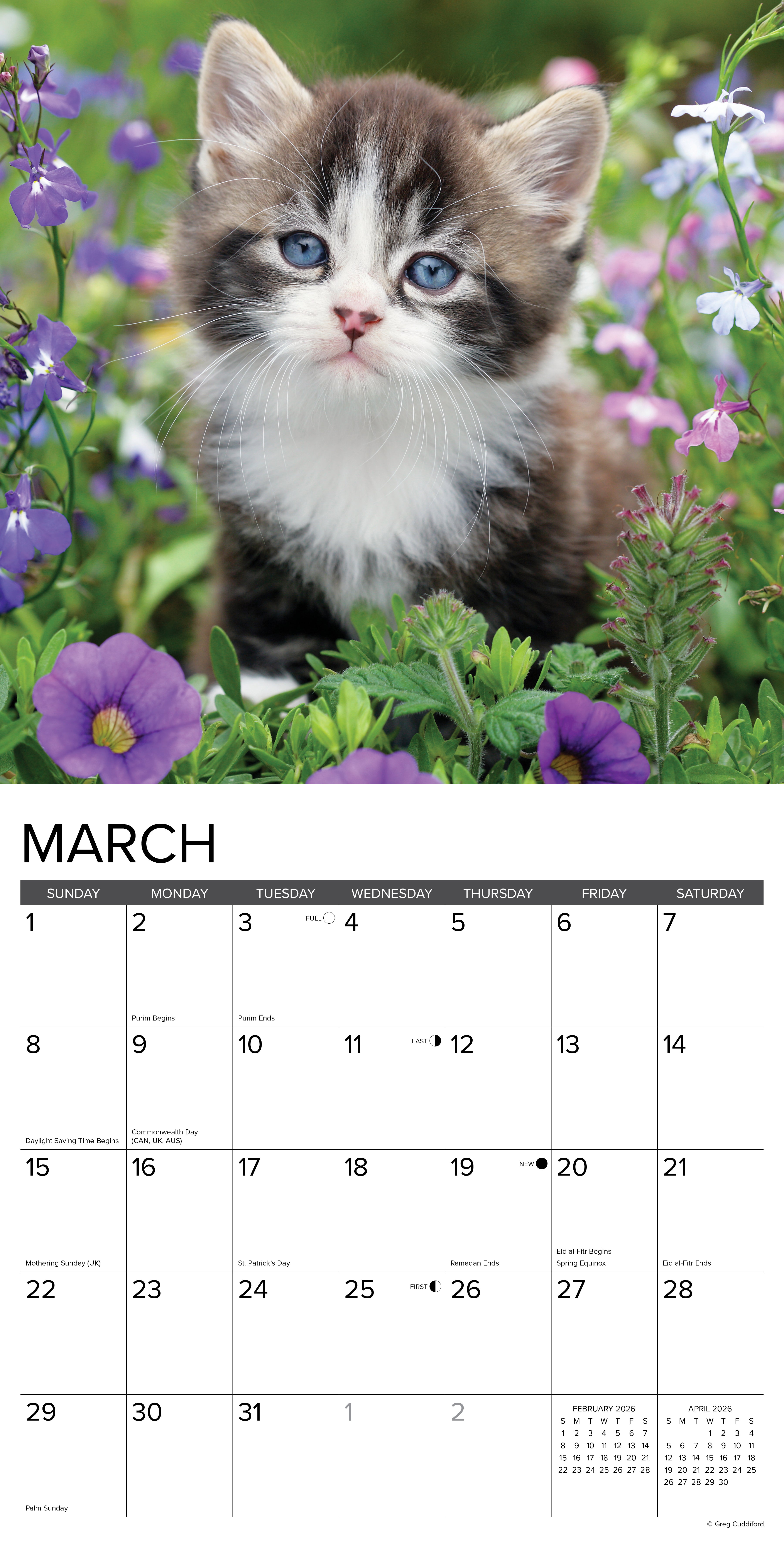 2026 Kittens - Square Wall Calendar