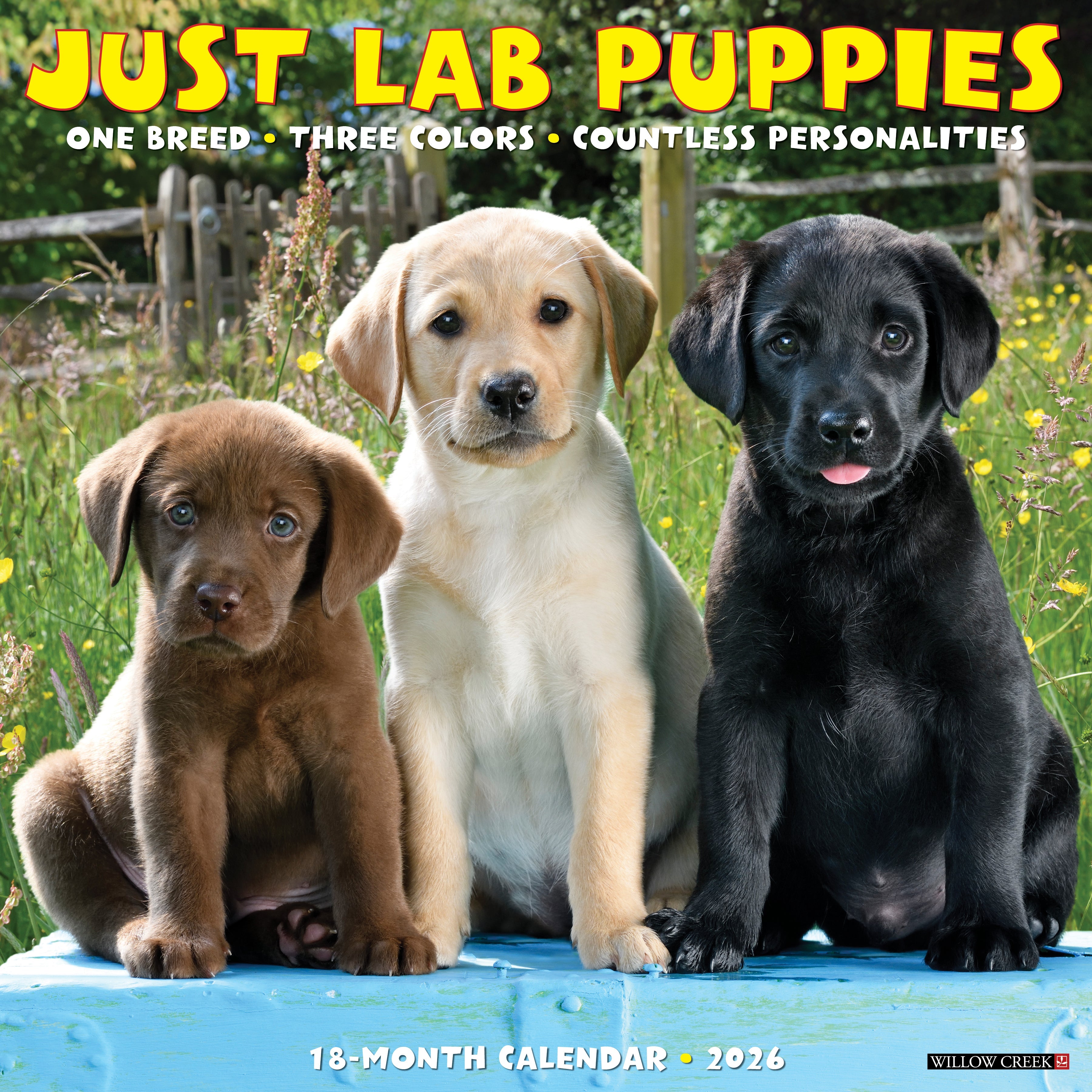 2026 Lab Puppies - Square Wall Calendar