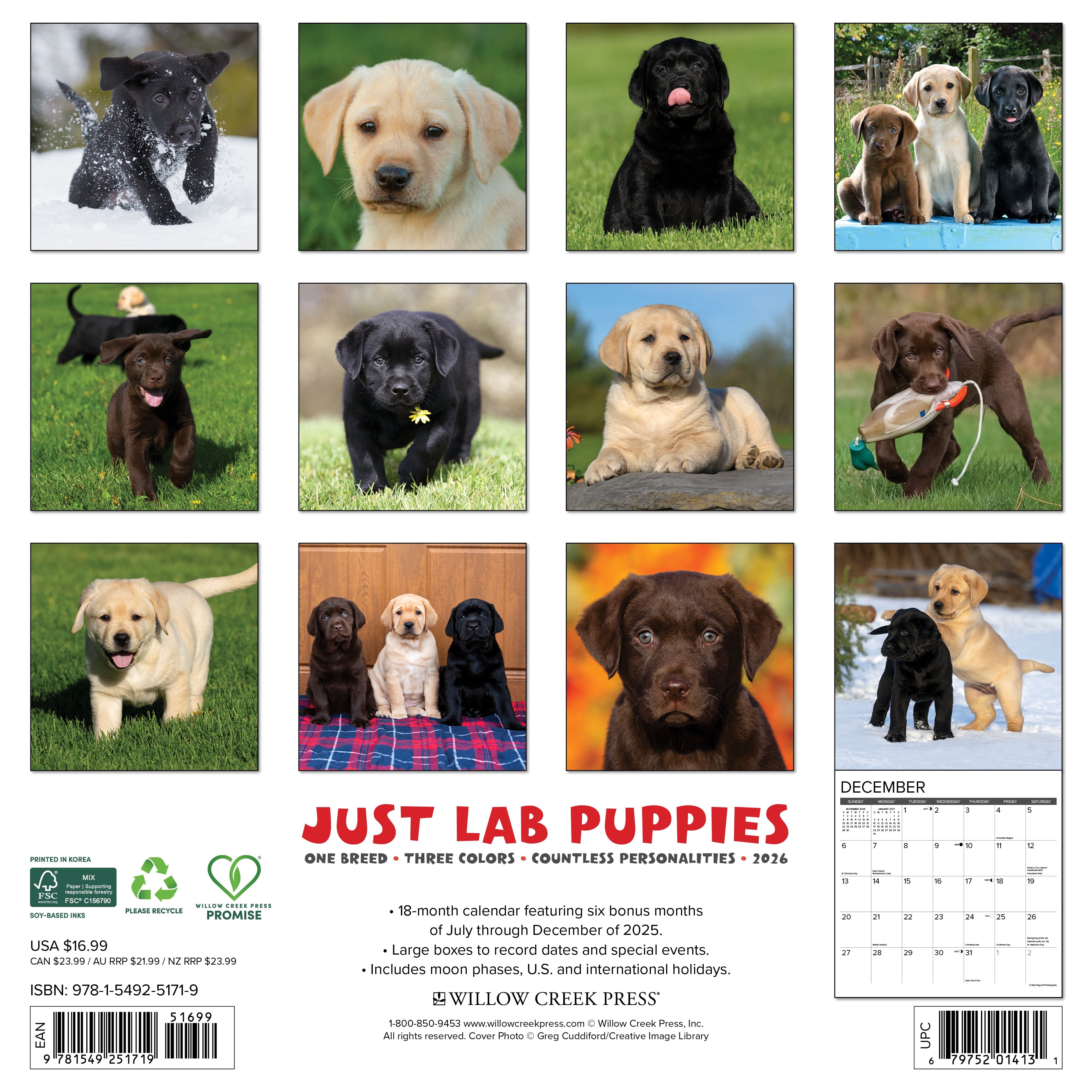2026 Lab Puppies - Square Wall Calendar