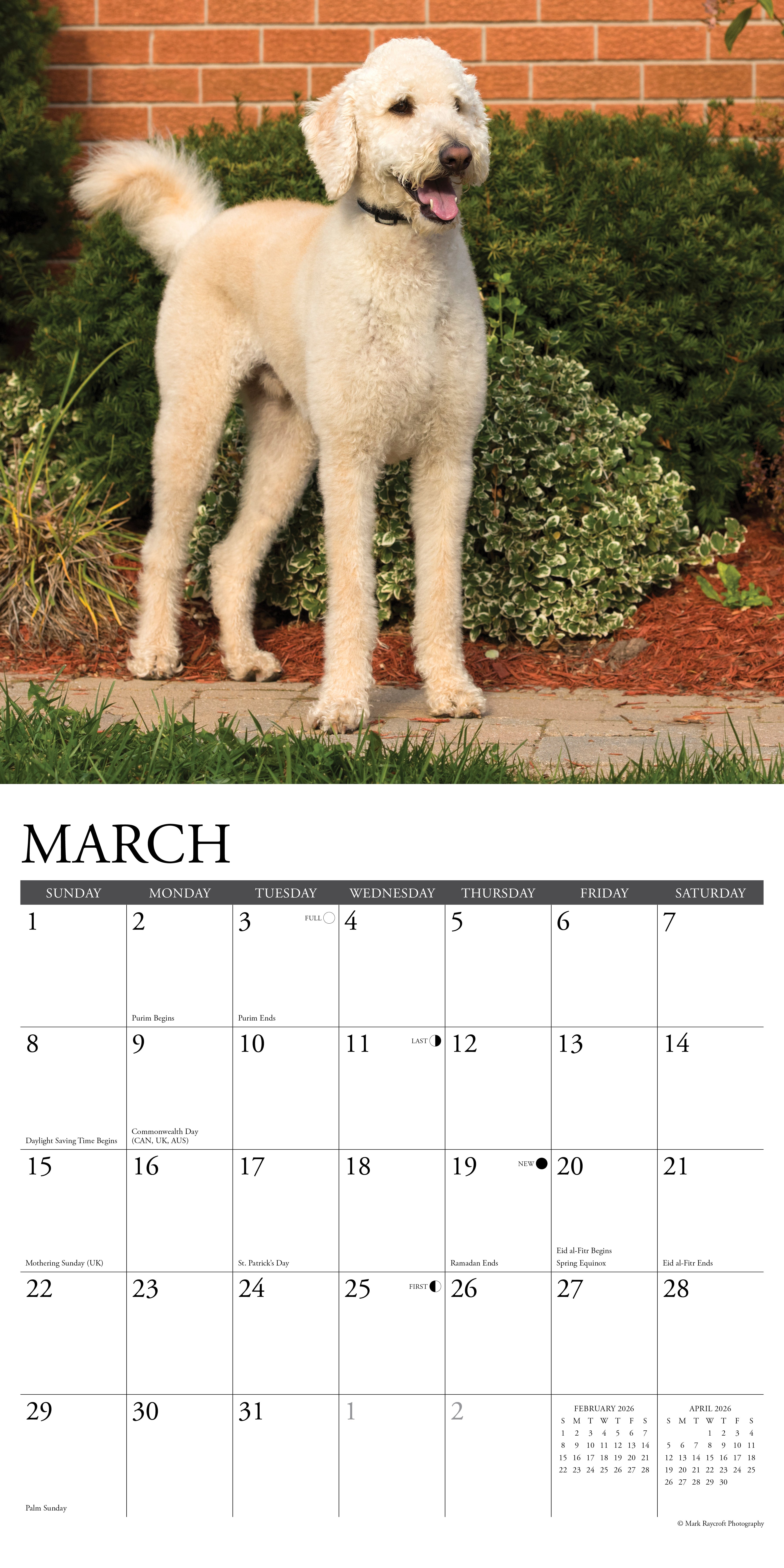 2026 Labradoodles - Square Wall Calendar