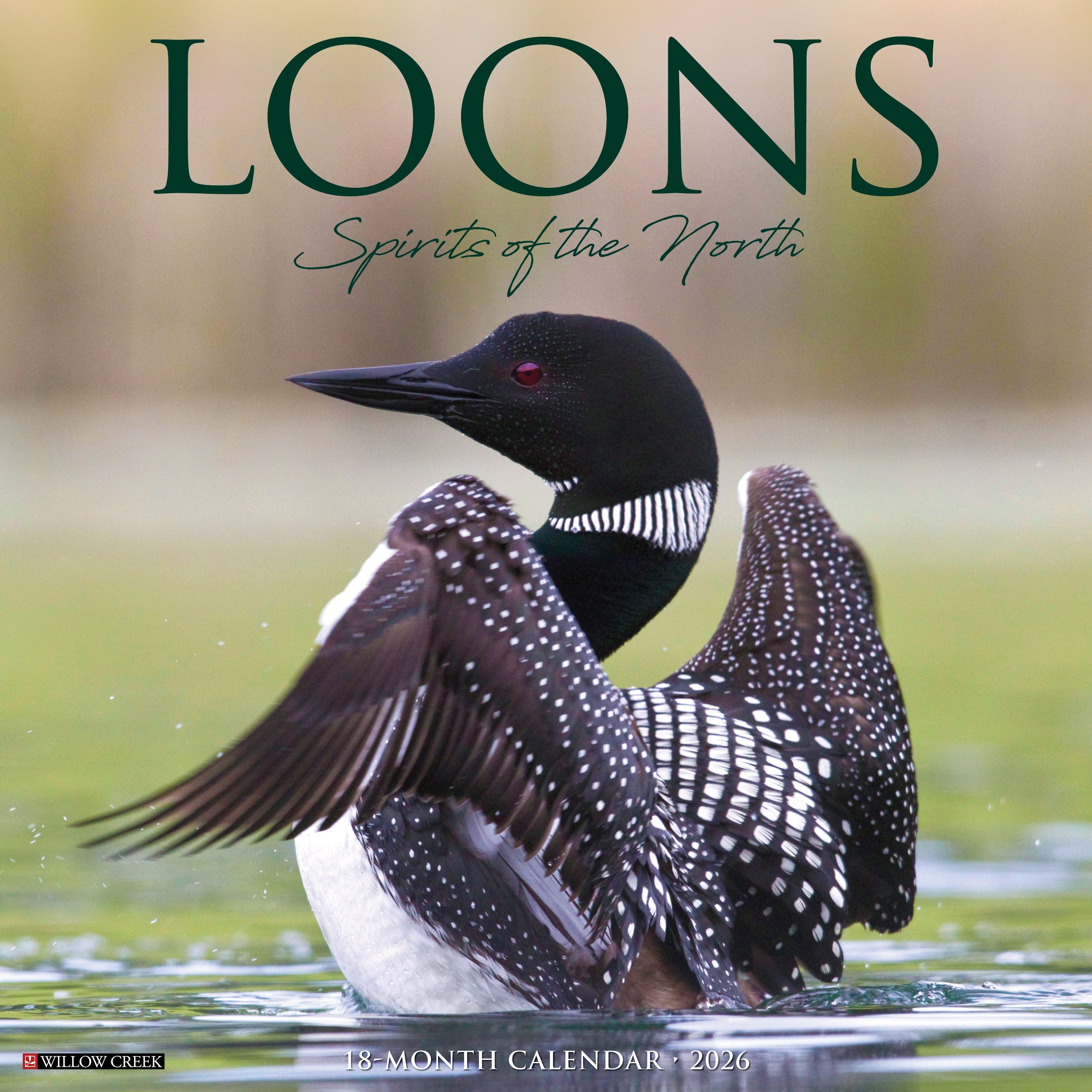 2026 Loons - Square Wall Calendar