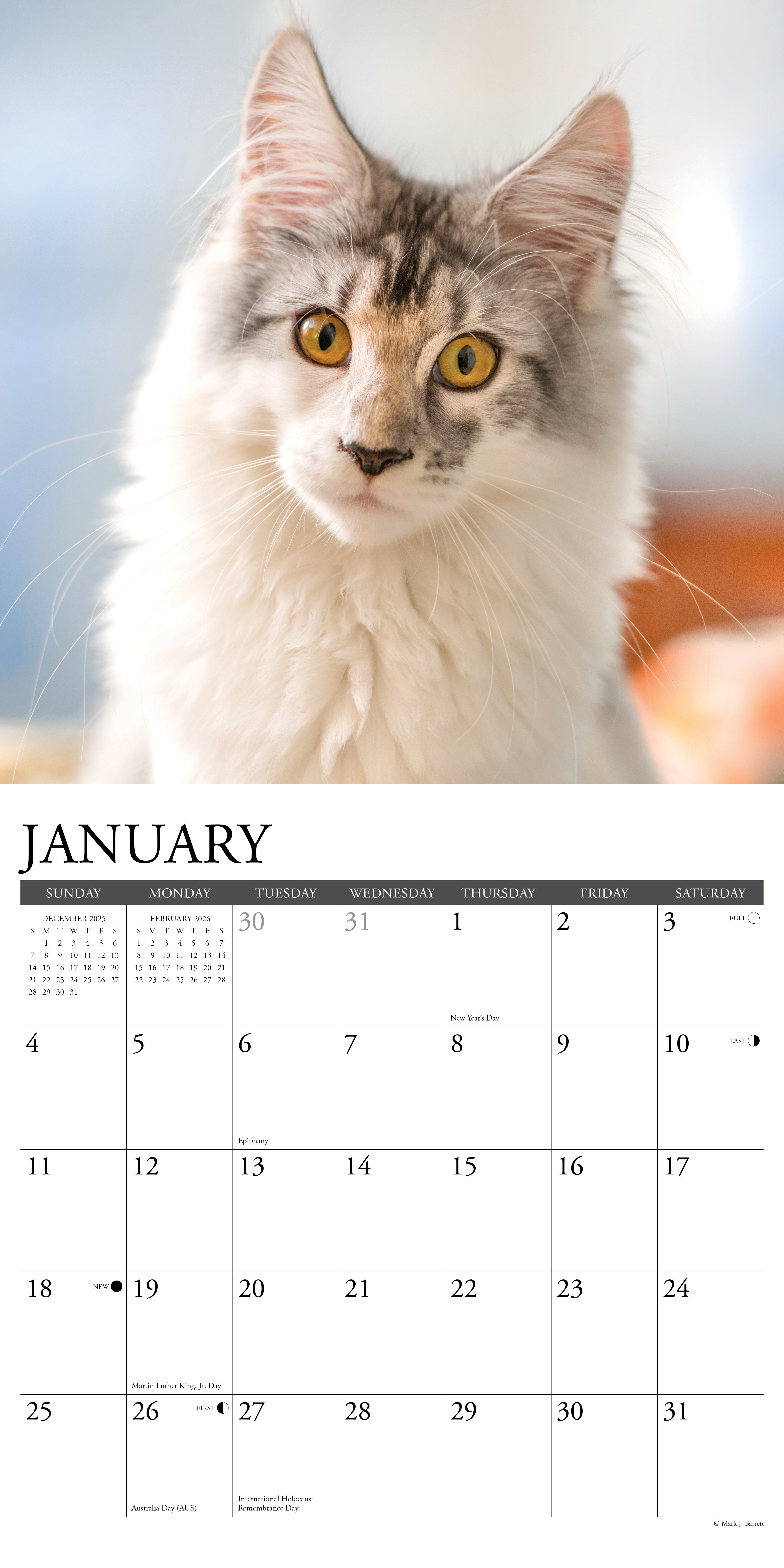 2026 Maine Coon Cats - Square Wall Calendar