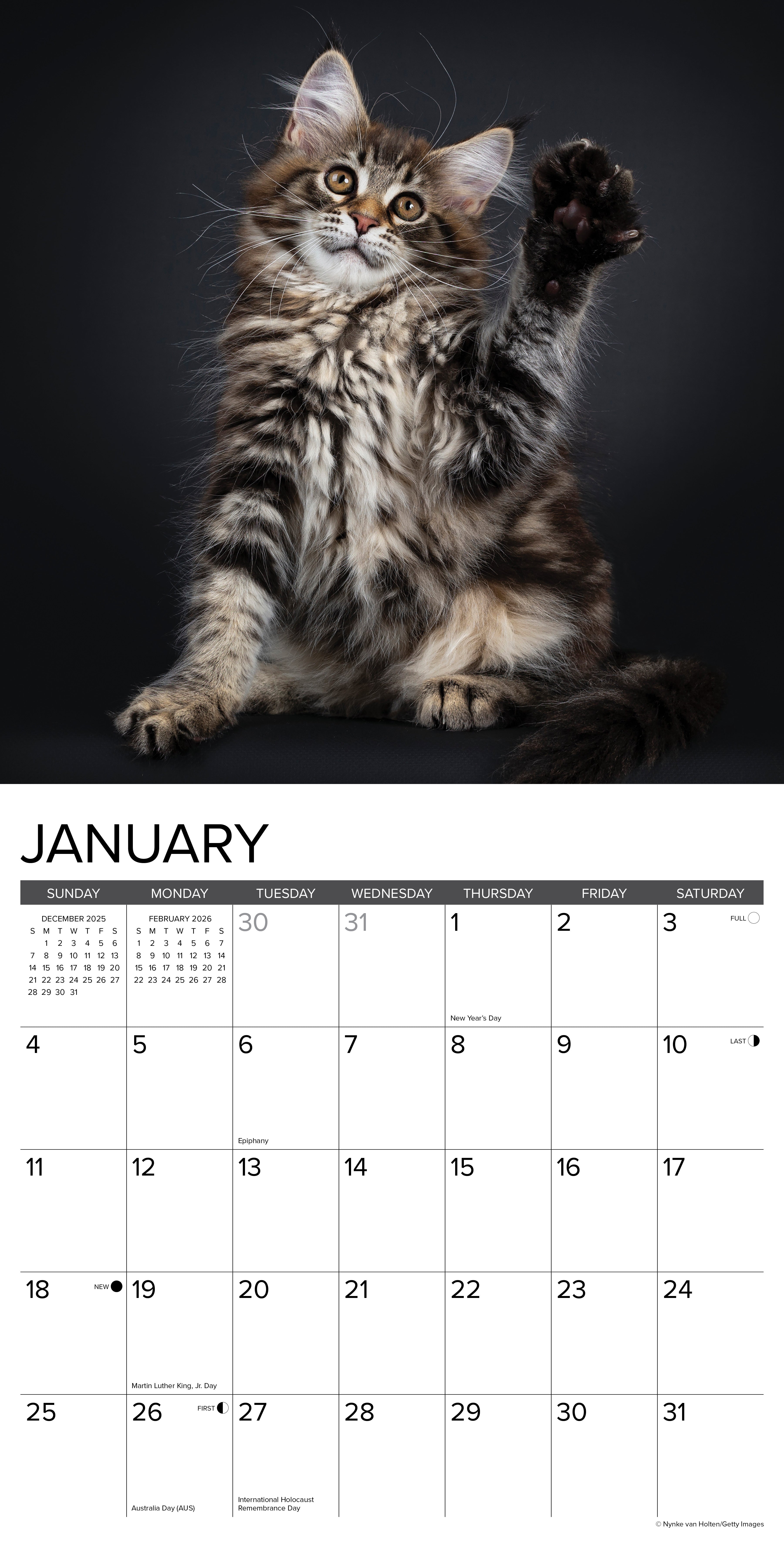 2026 Maine Coon Kittens - Square Wall Calendar