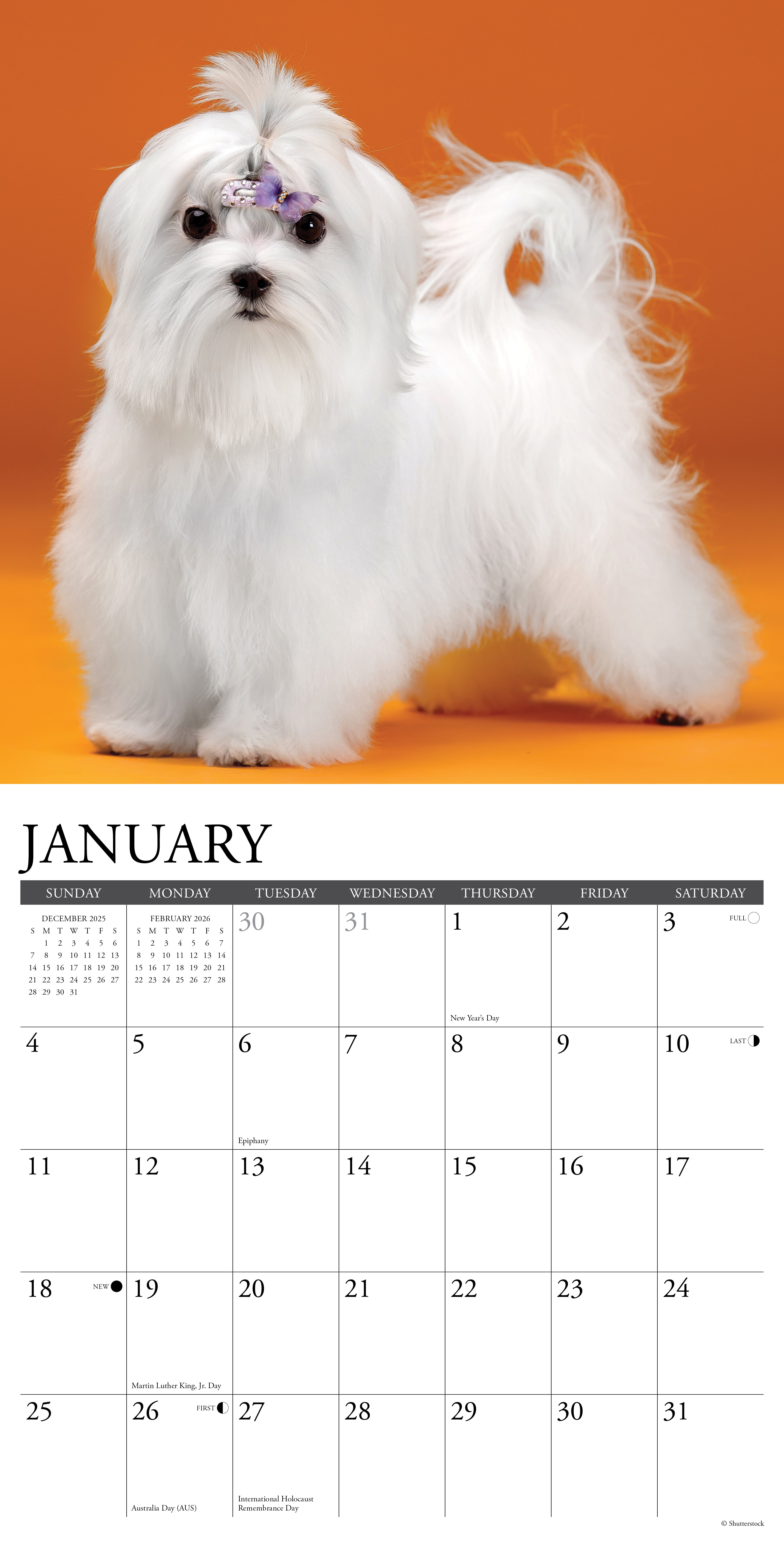 2026 Maltese - Square Wall Calendar