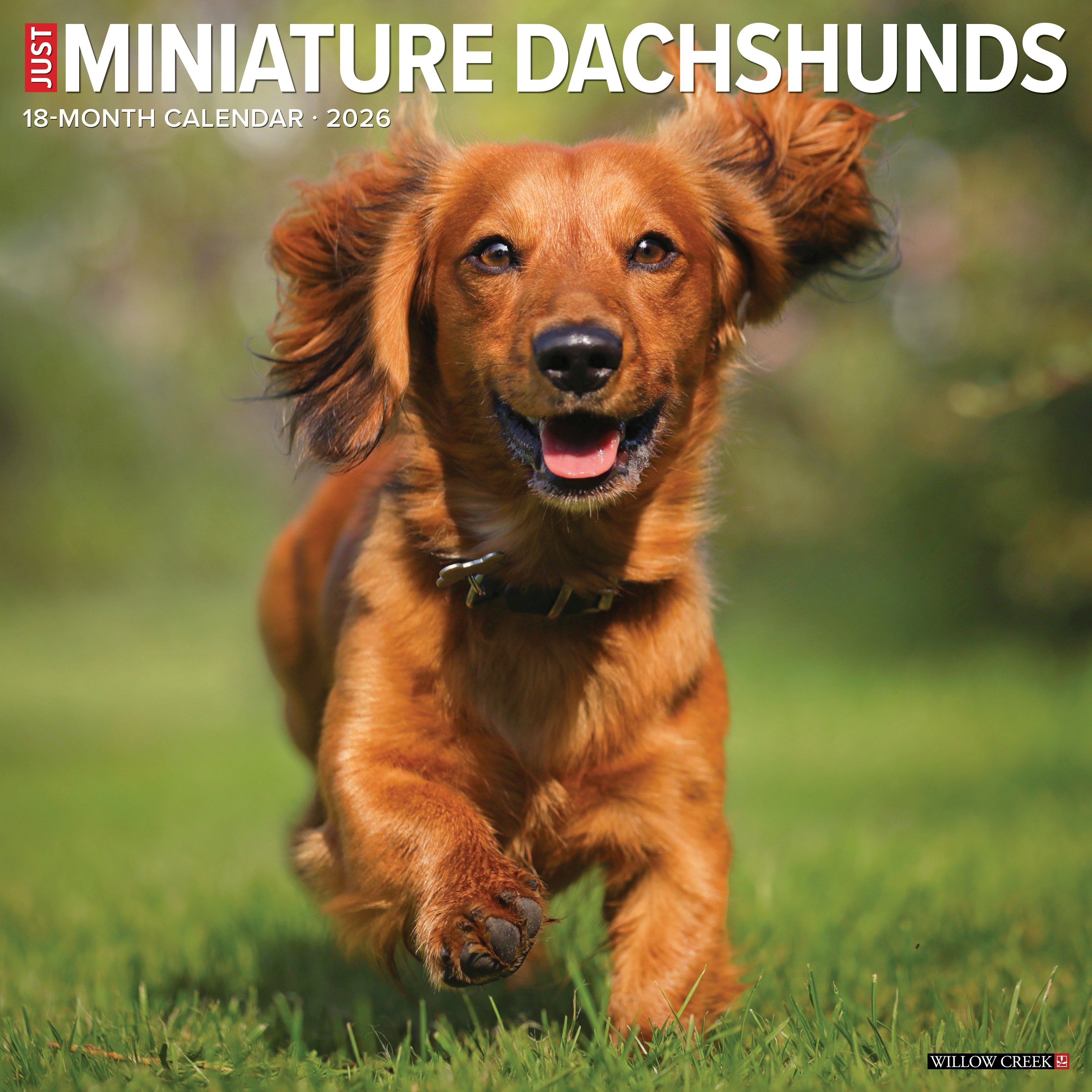 2026 Miniature Dachshunds - Square Wall Calendar