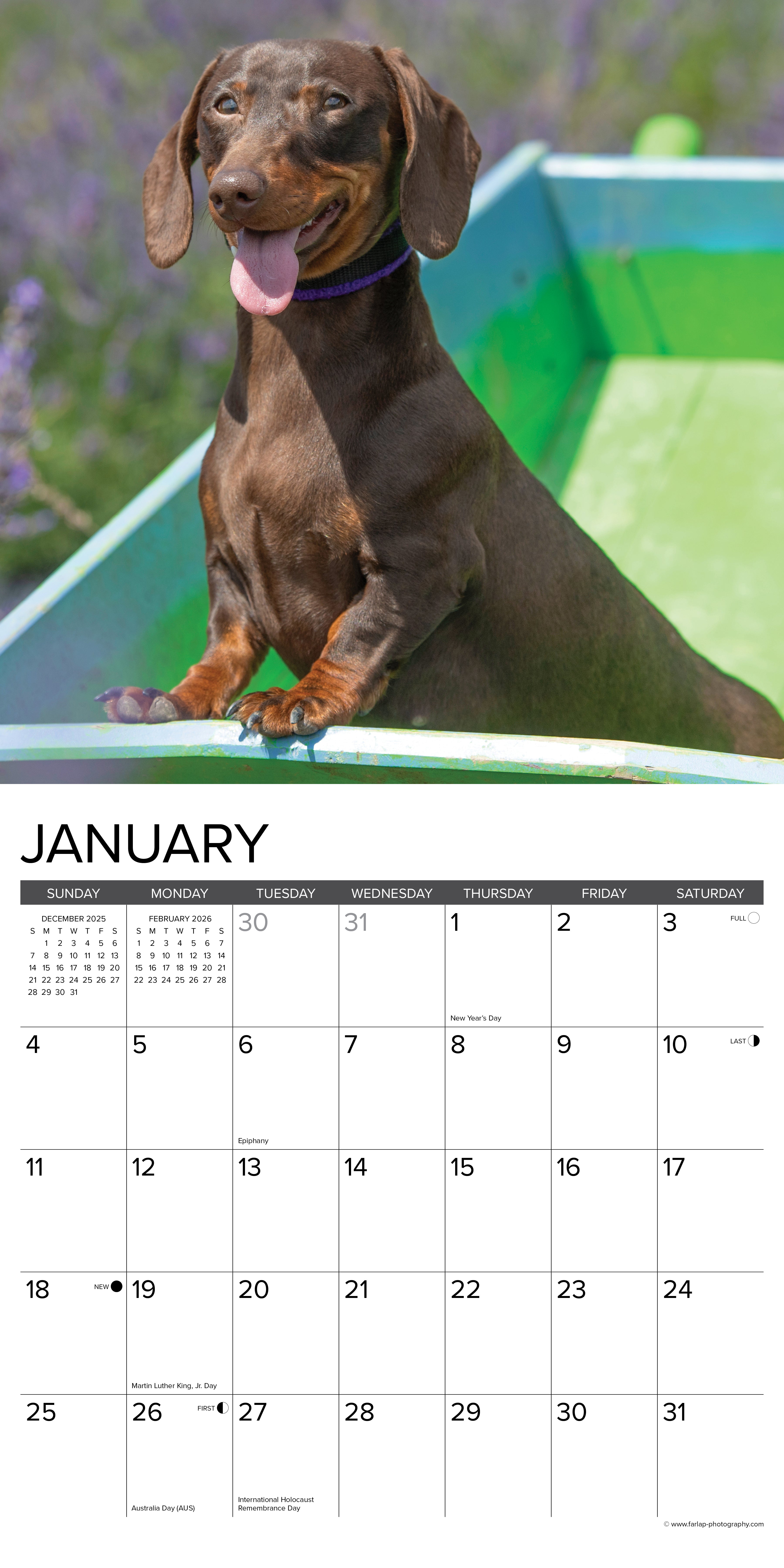 2026 Miniature Dachshunds - Square Wall Calendar