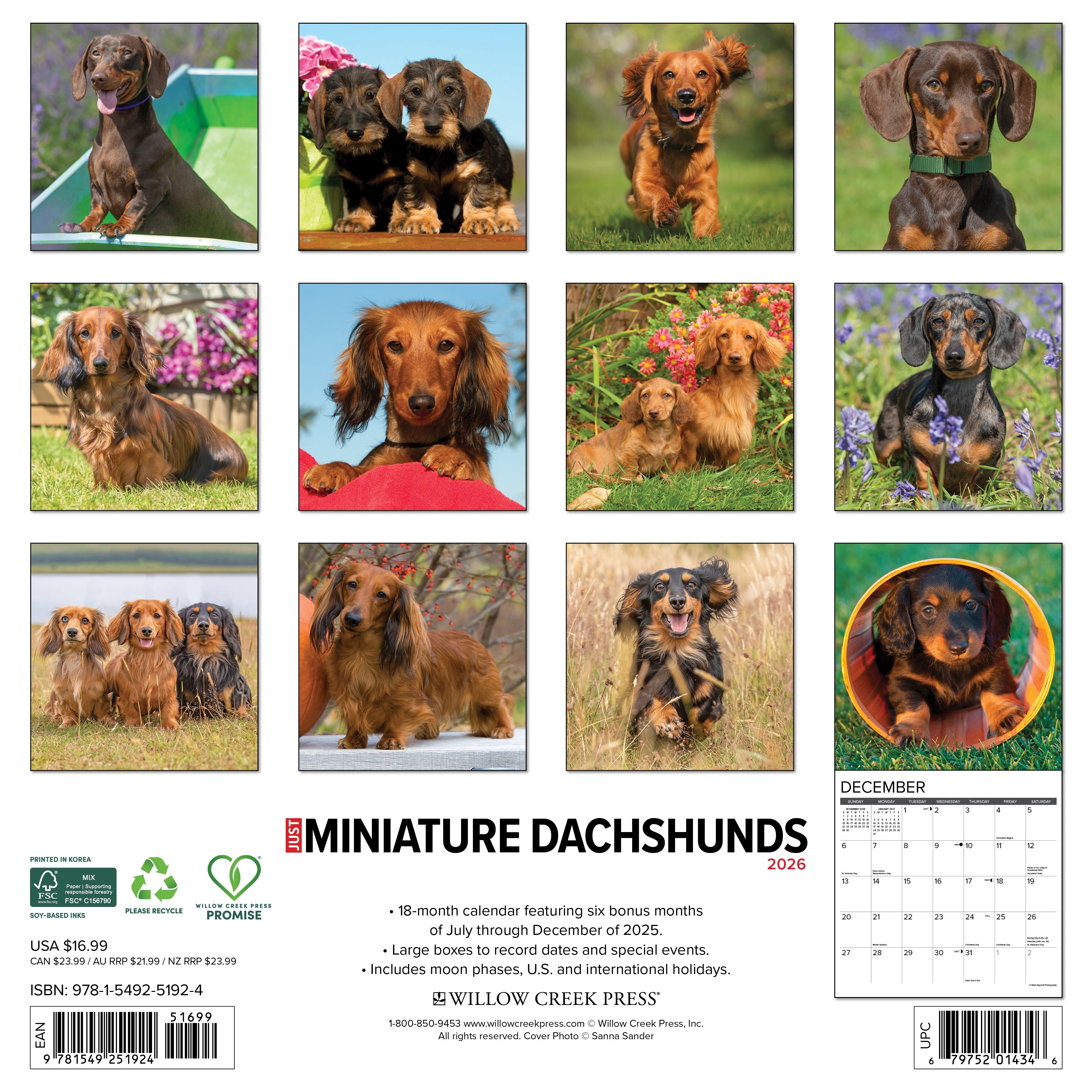 2026 Miniature Dachshunds - Square Wall Calendar