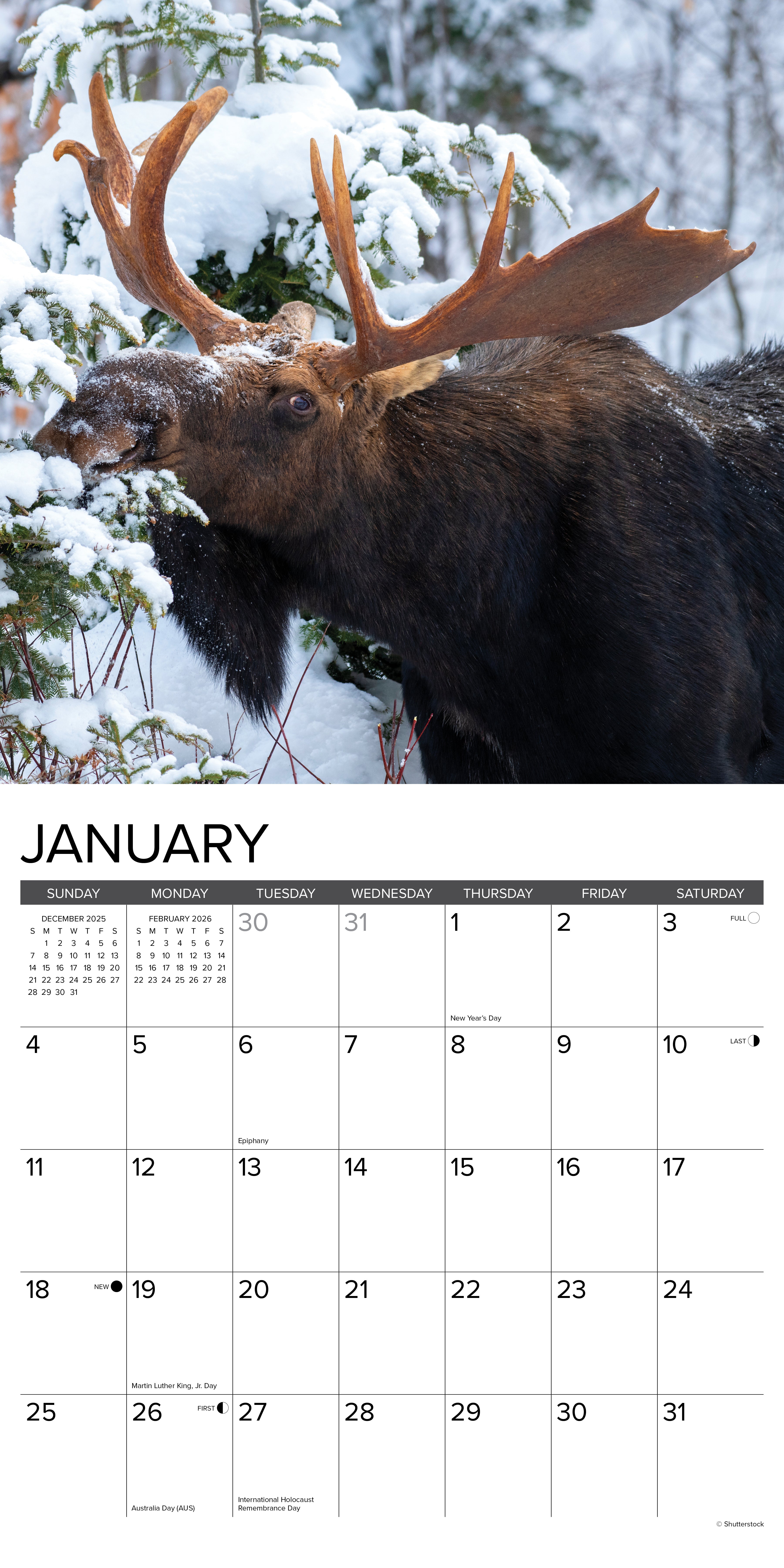 2026 Moose - Square Wall Calendar