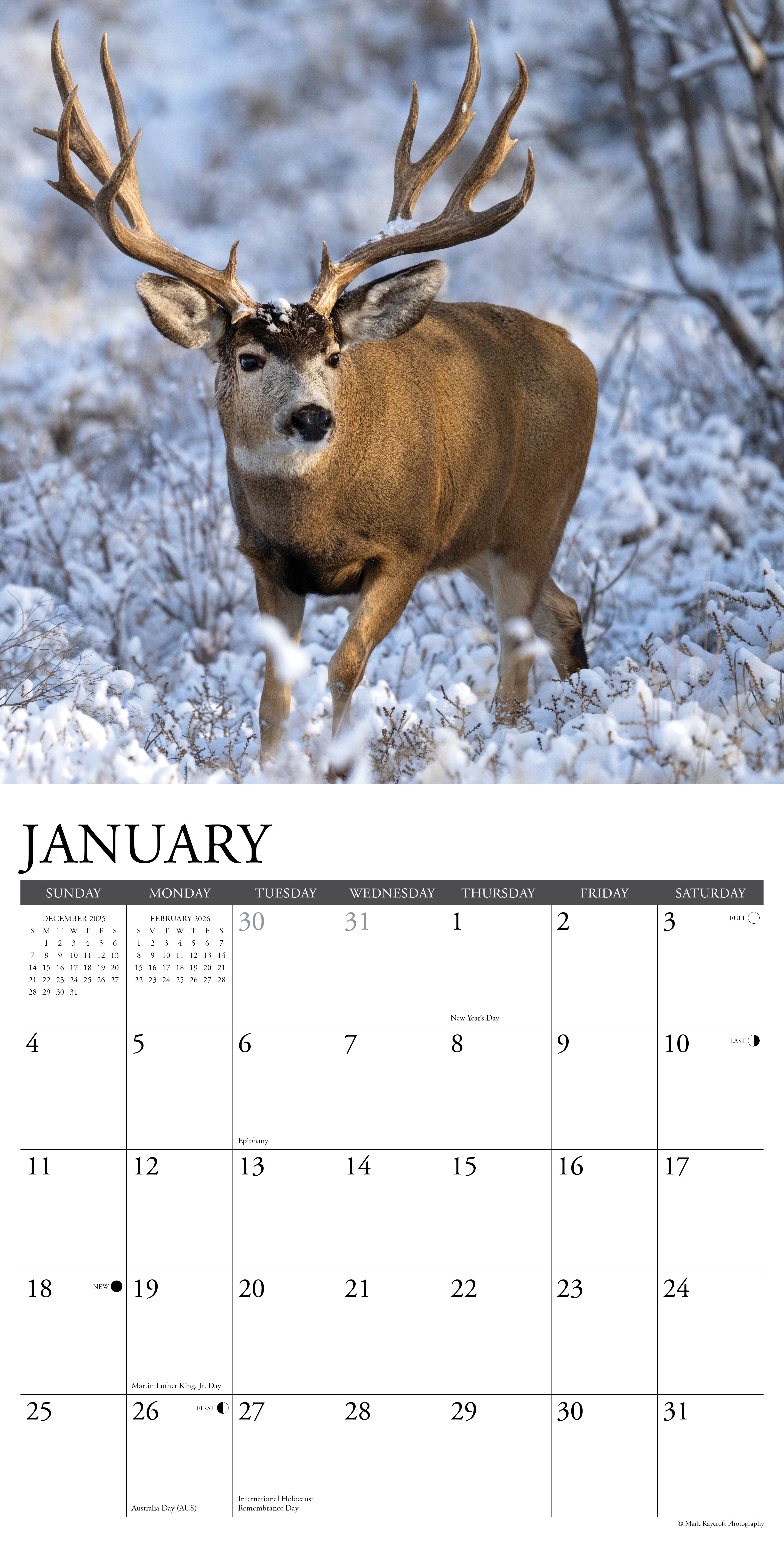 2026 Mule Deer - Square Wall Calendar
