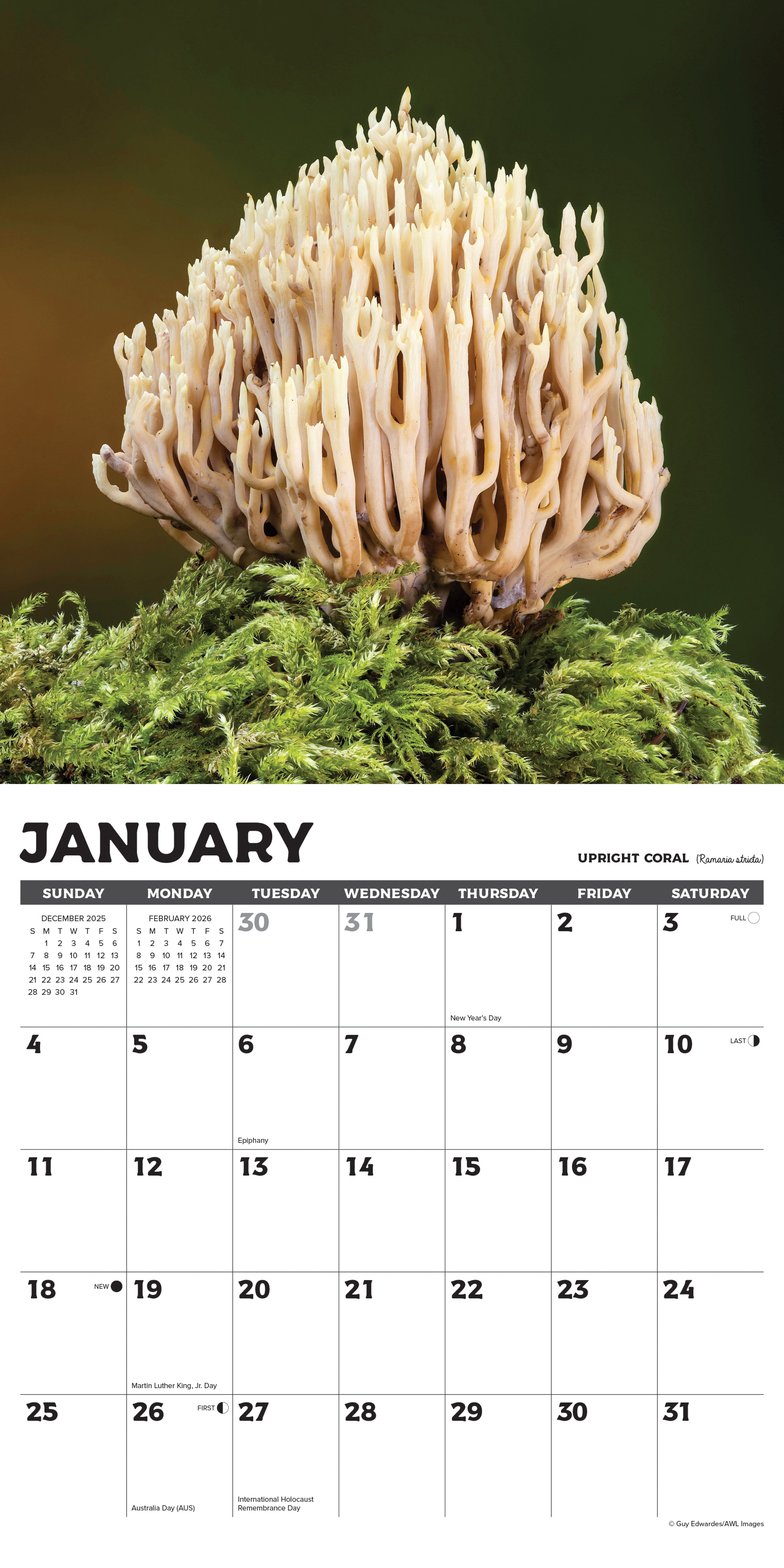 2026 Mushrooms - Square Wall Calendar