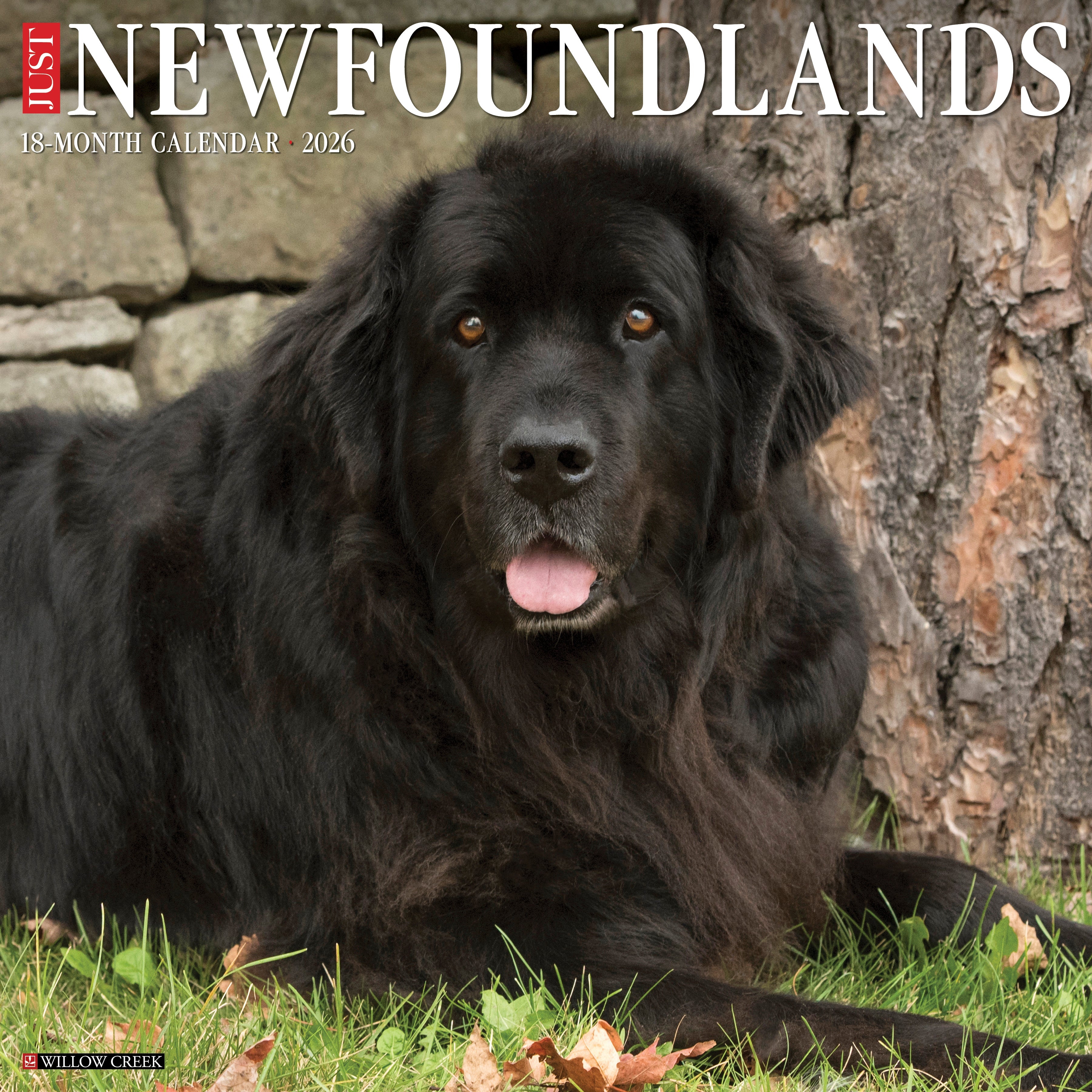 2026 Newfoundlands - Square Wall Calendar