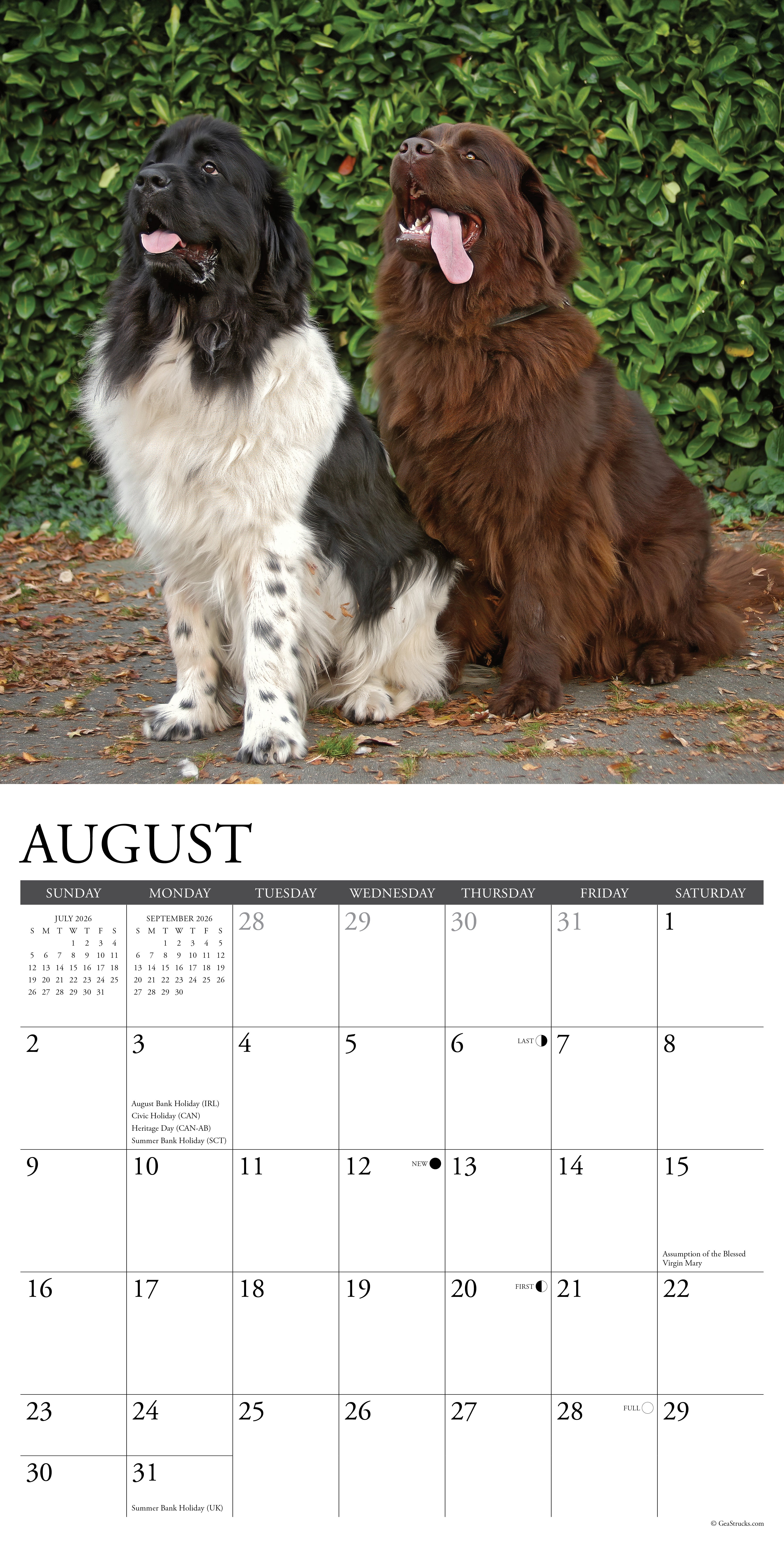 2026 Newfoundlands - Square Wall Calendar