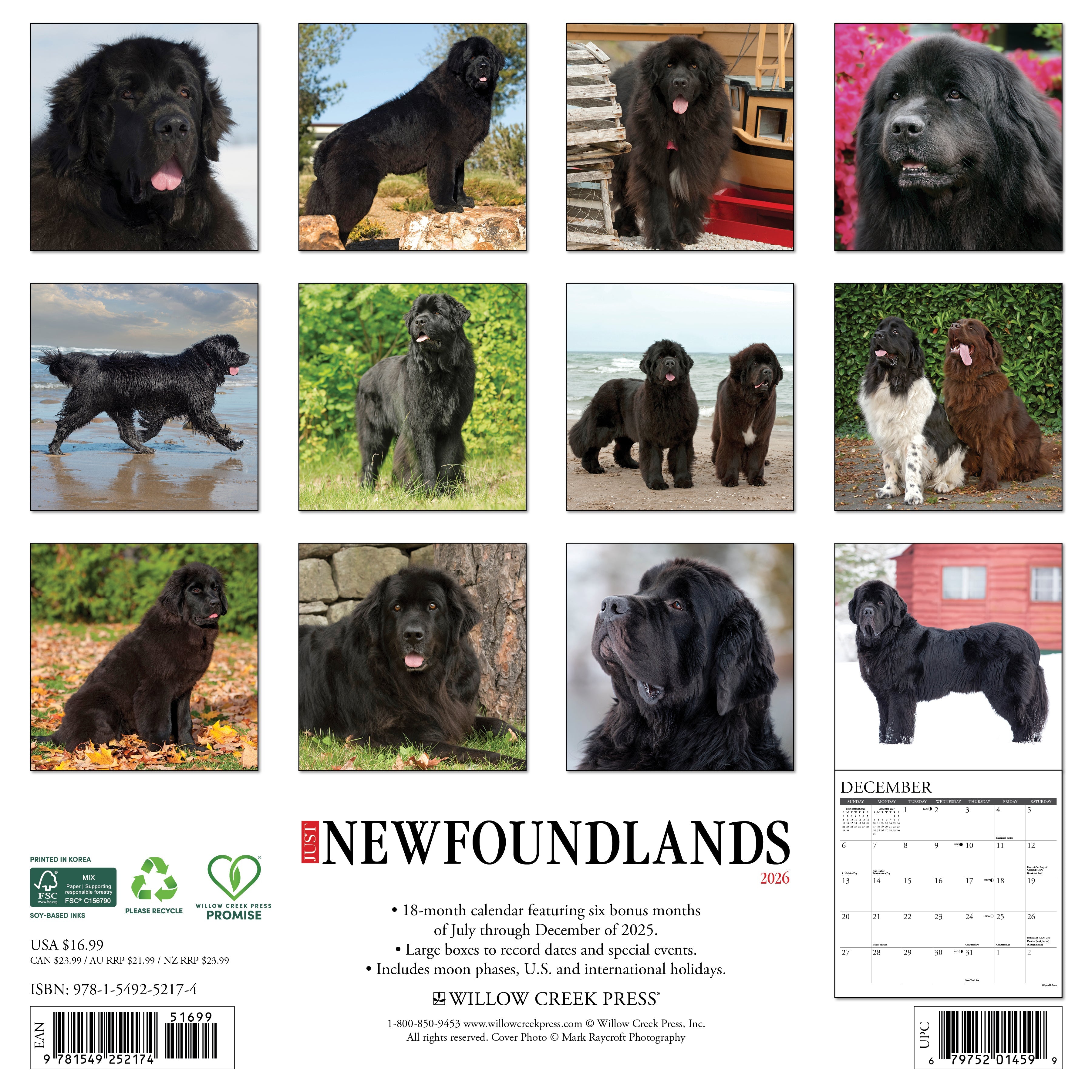 2026 Newfoundlands - Square Wall Calendar