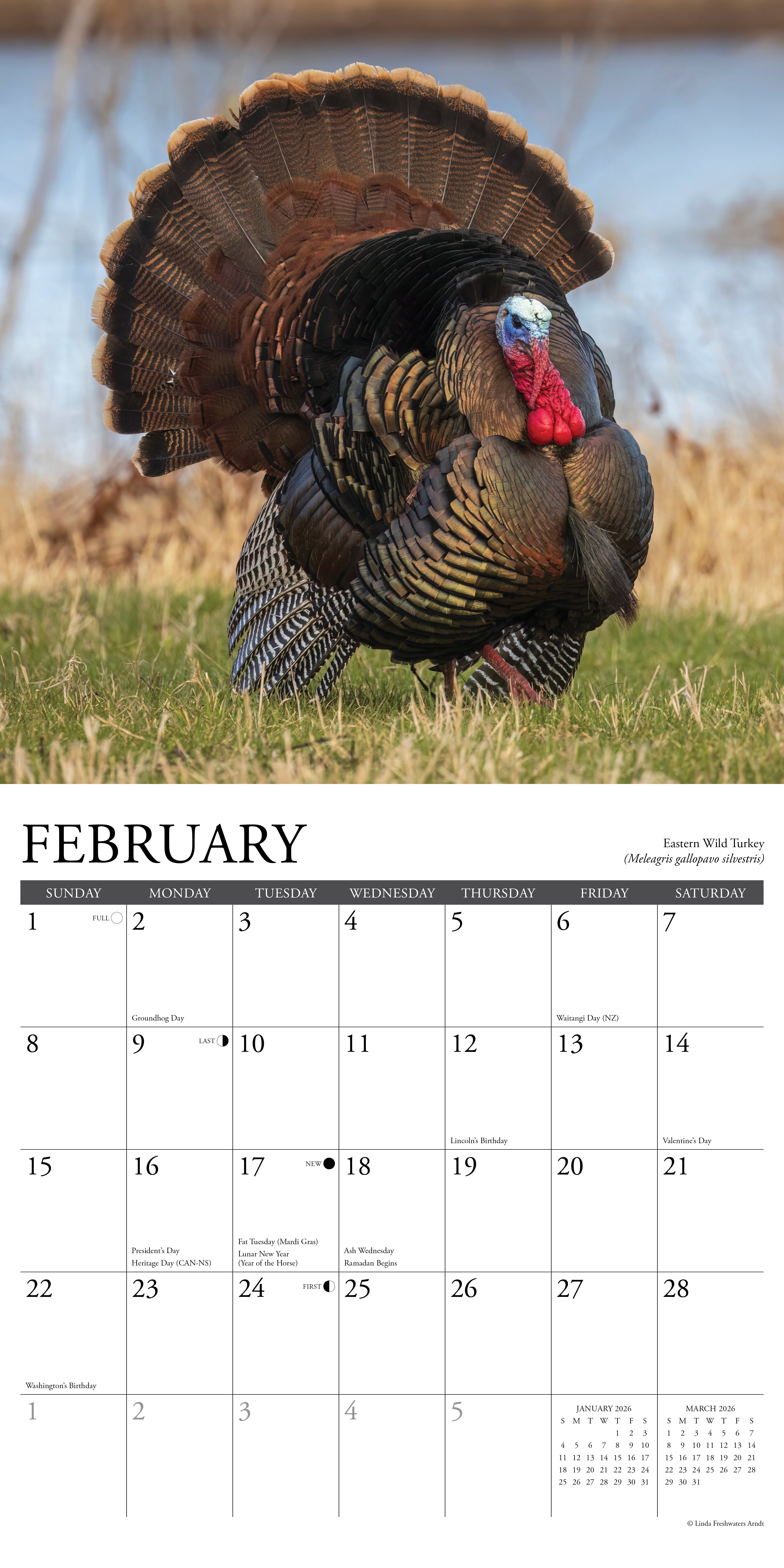 2026 Northwoods Wildlife - Square Wall Calendar