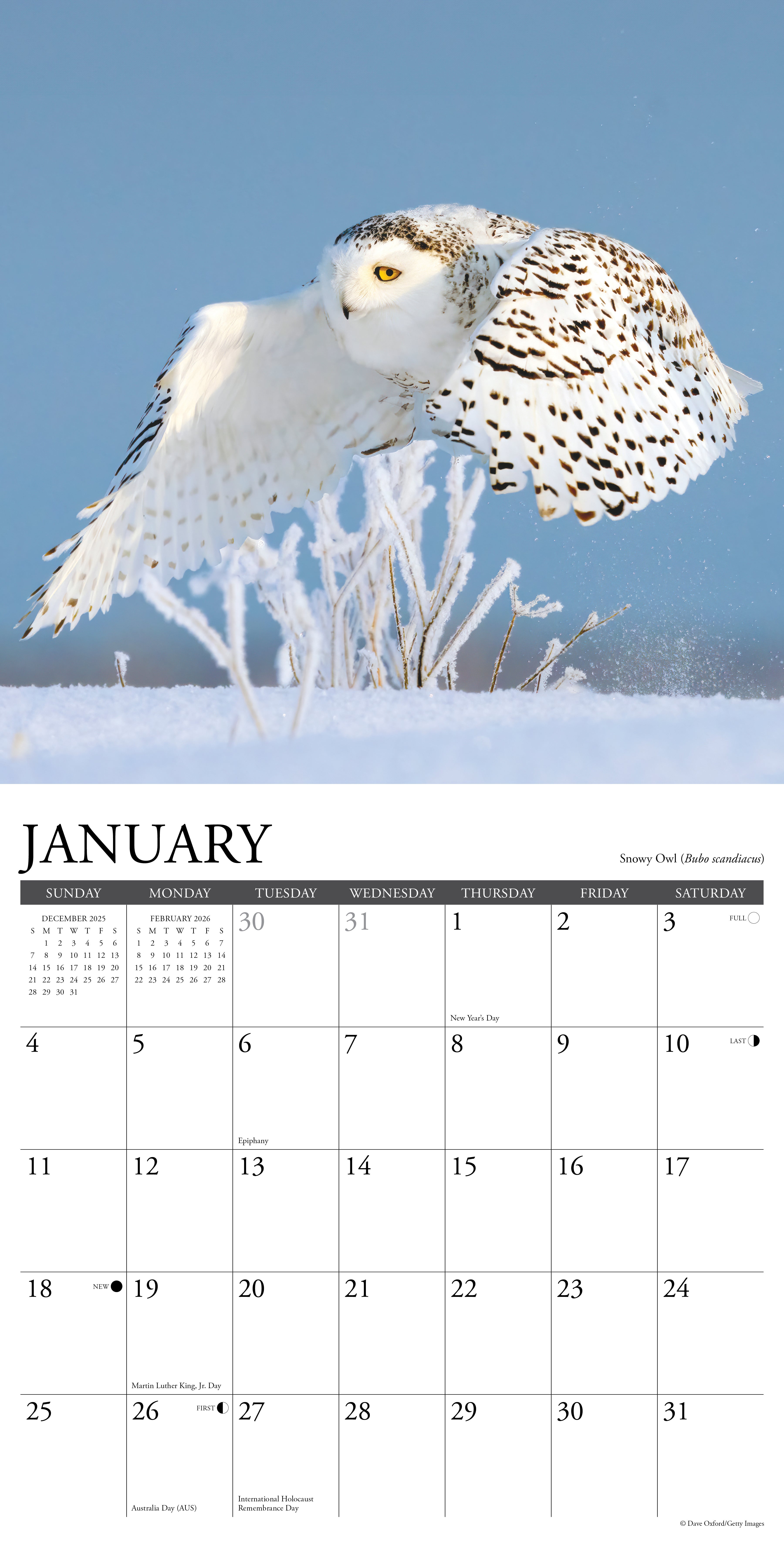 2026 Owls - Square Wall Calendar