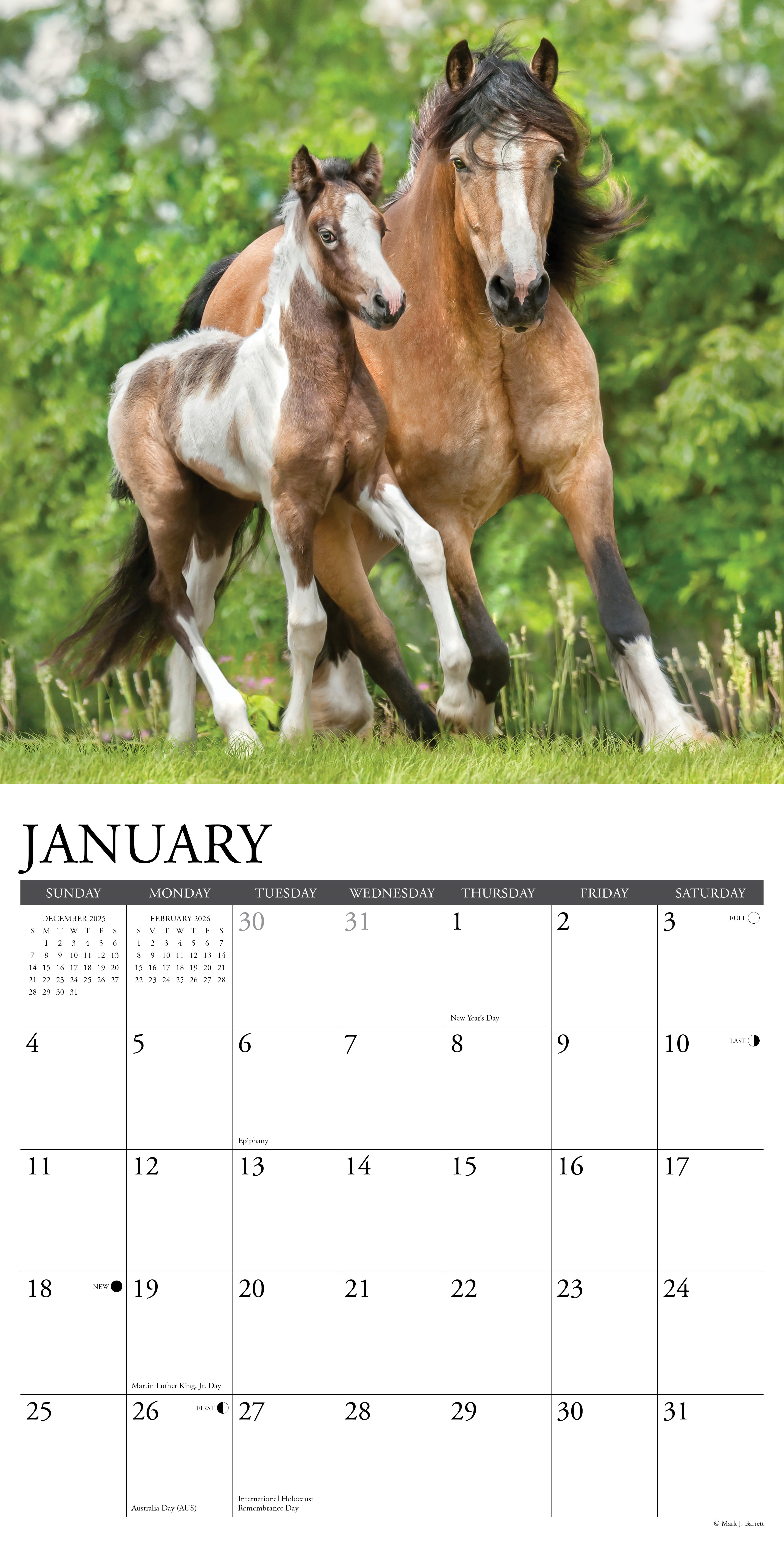2026 Paint Horses - Square Wall Calendar