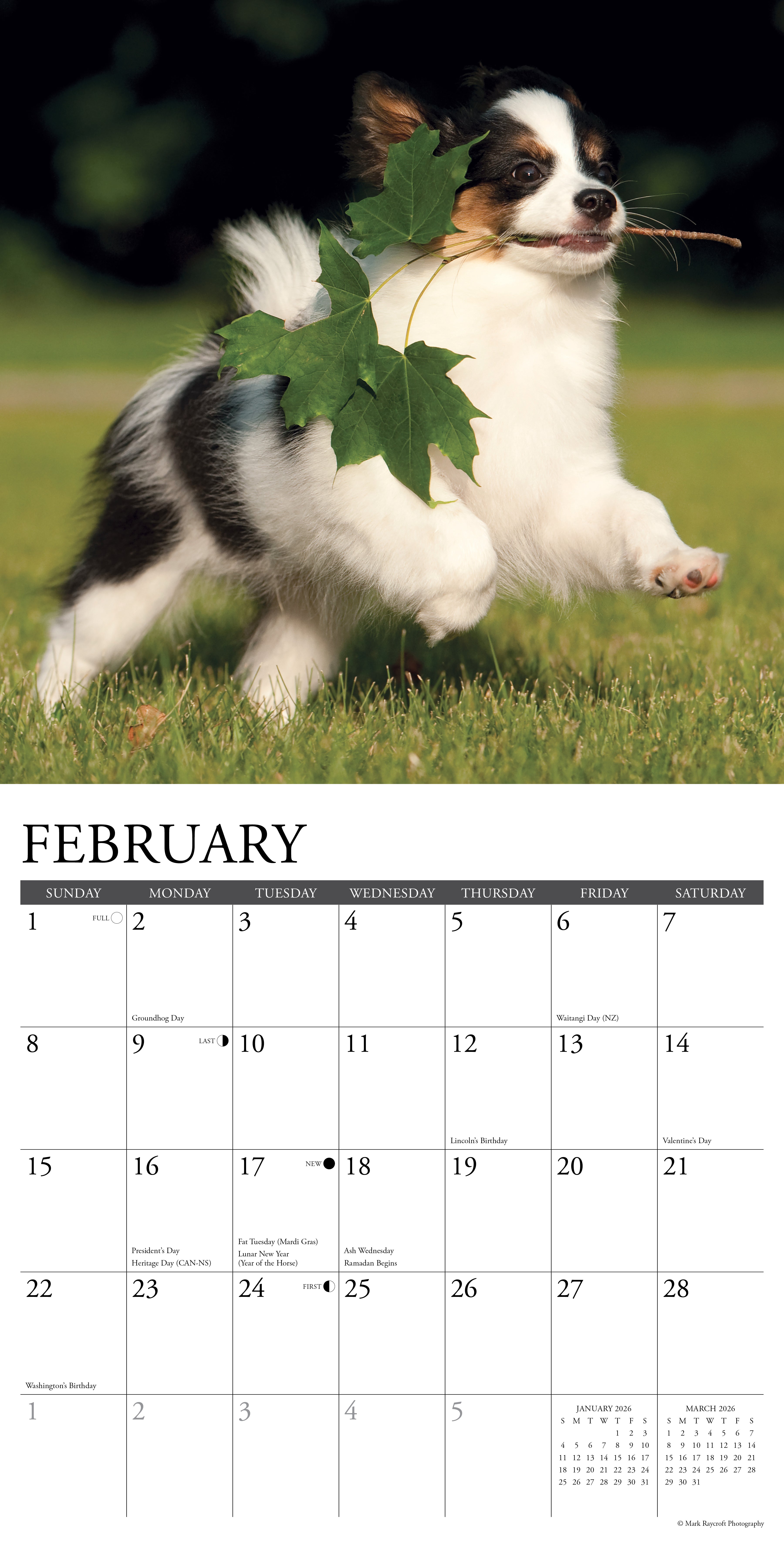 2026 Papillons - Square Wall Calendar