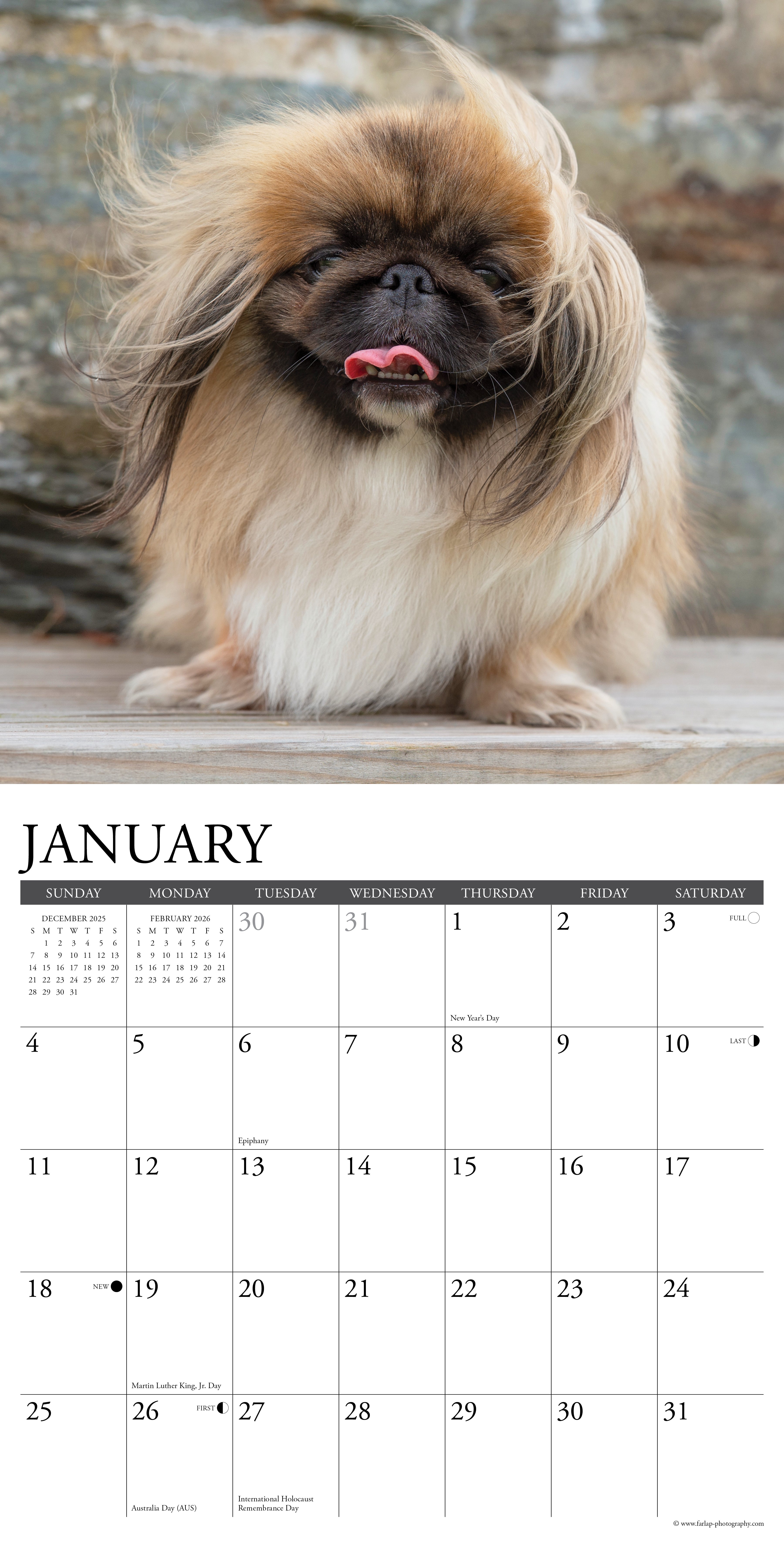 2026 Pekingese - Square Wall Calendar