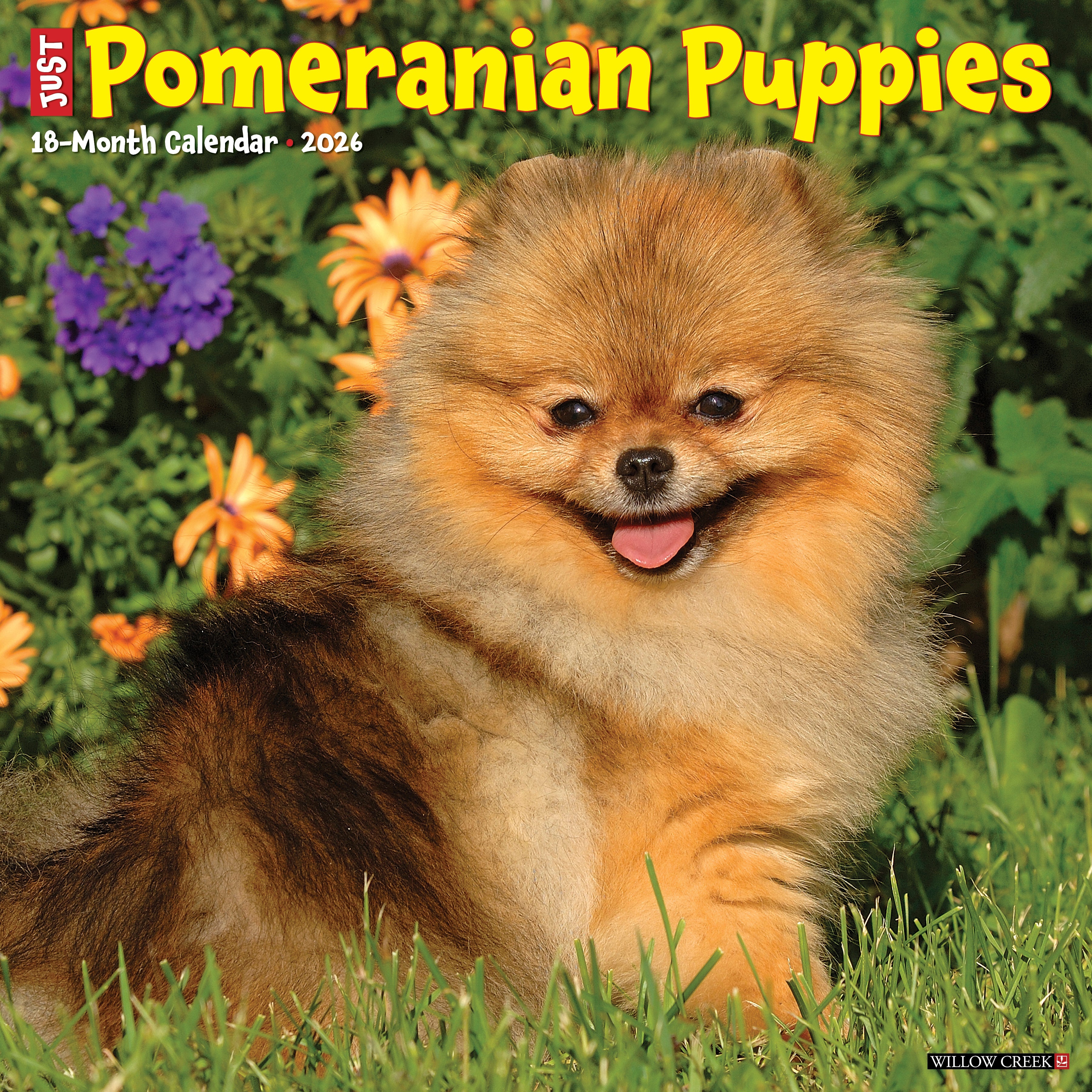 2026 Pomeranian Puppies - Square Wall Calendar