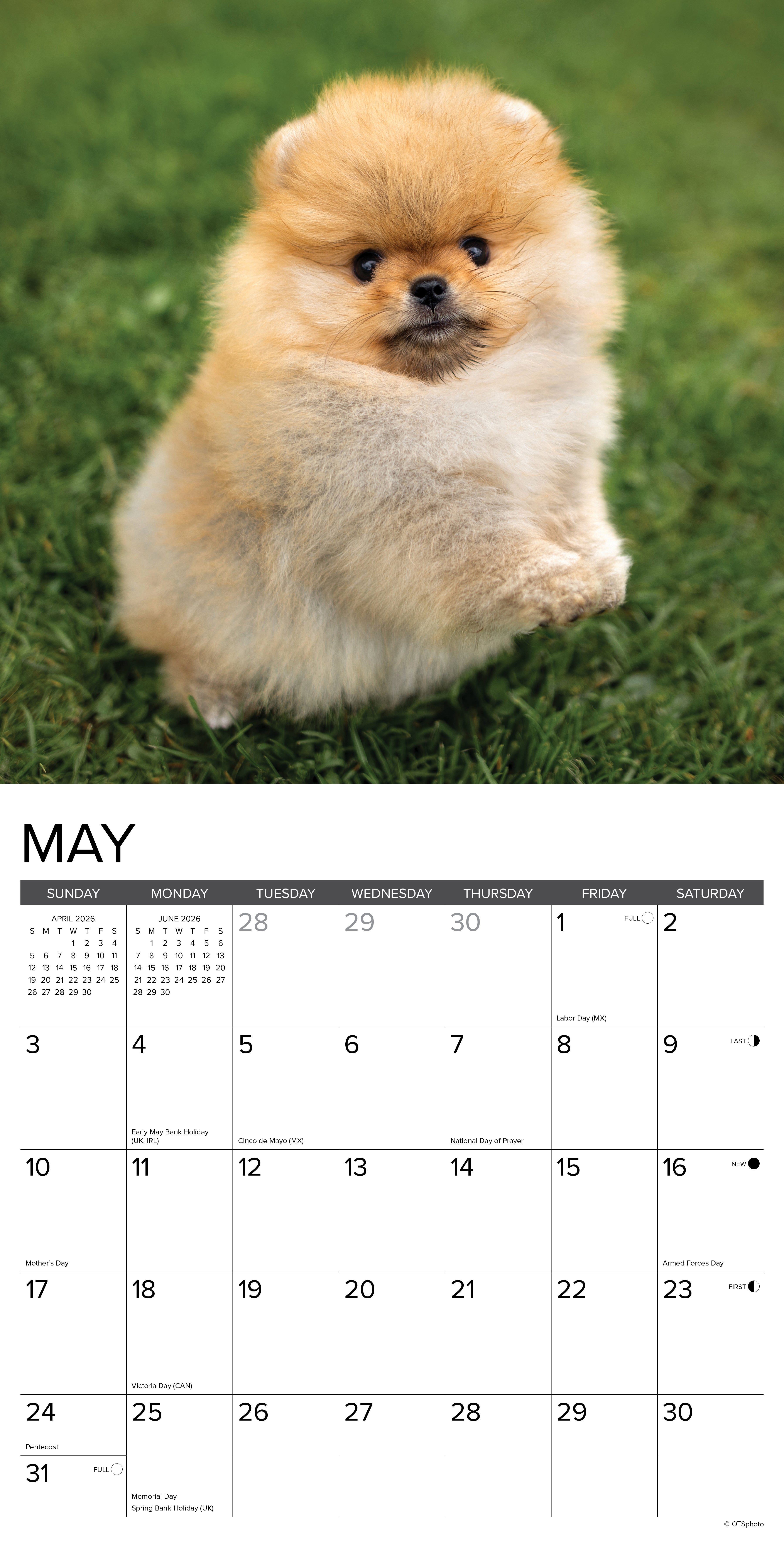 2026 Pomeranian Puppies - Square Wall Calendar