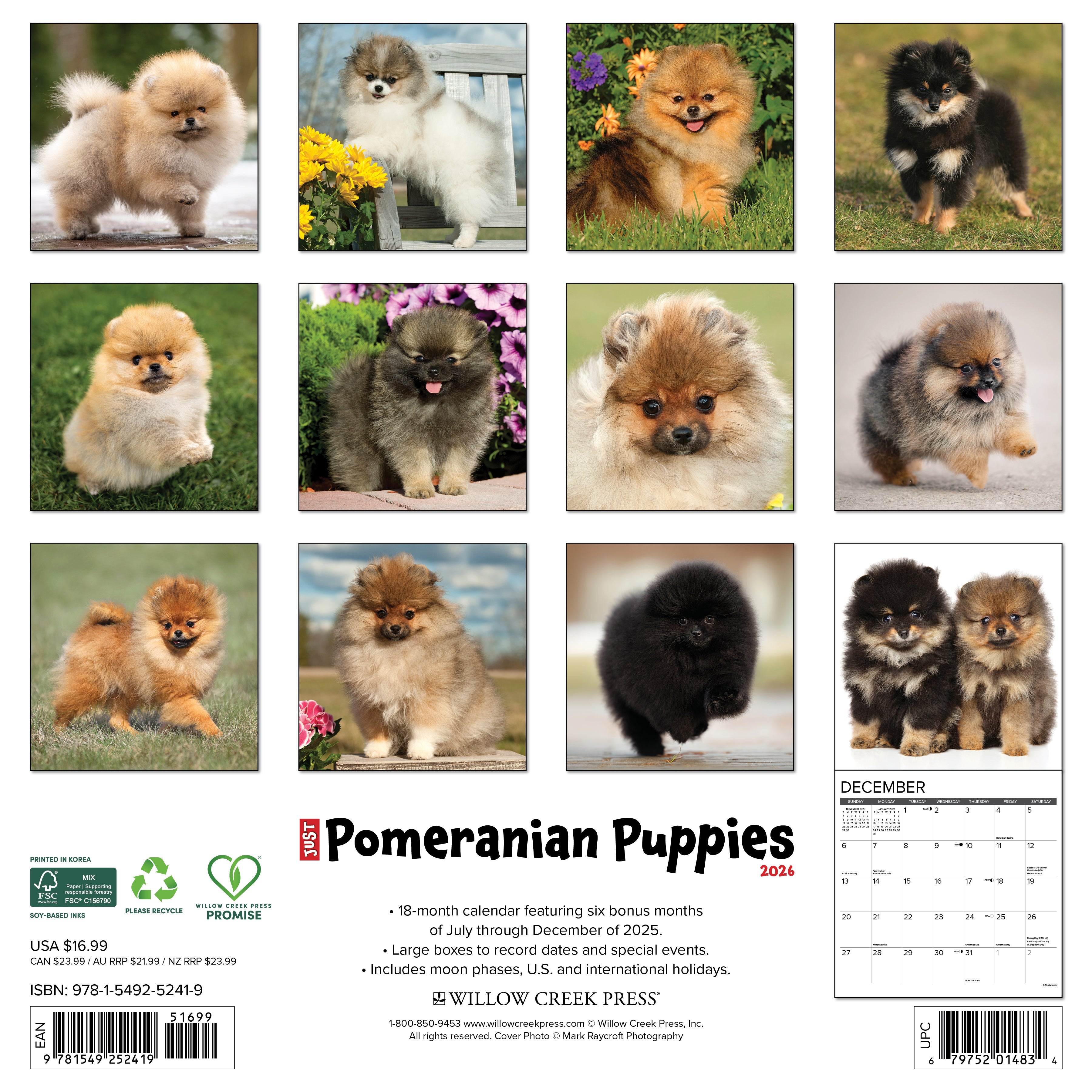 2026 Pomeranian Puppies - Square Wall Calendar