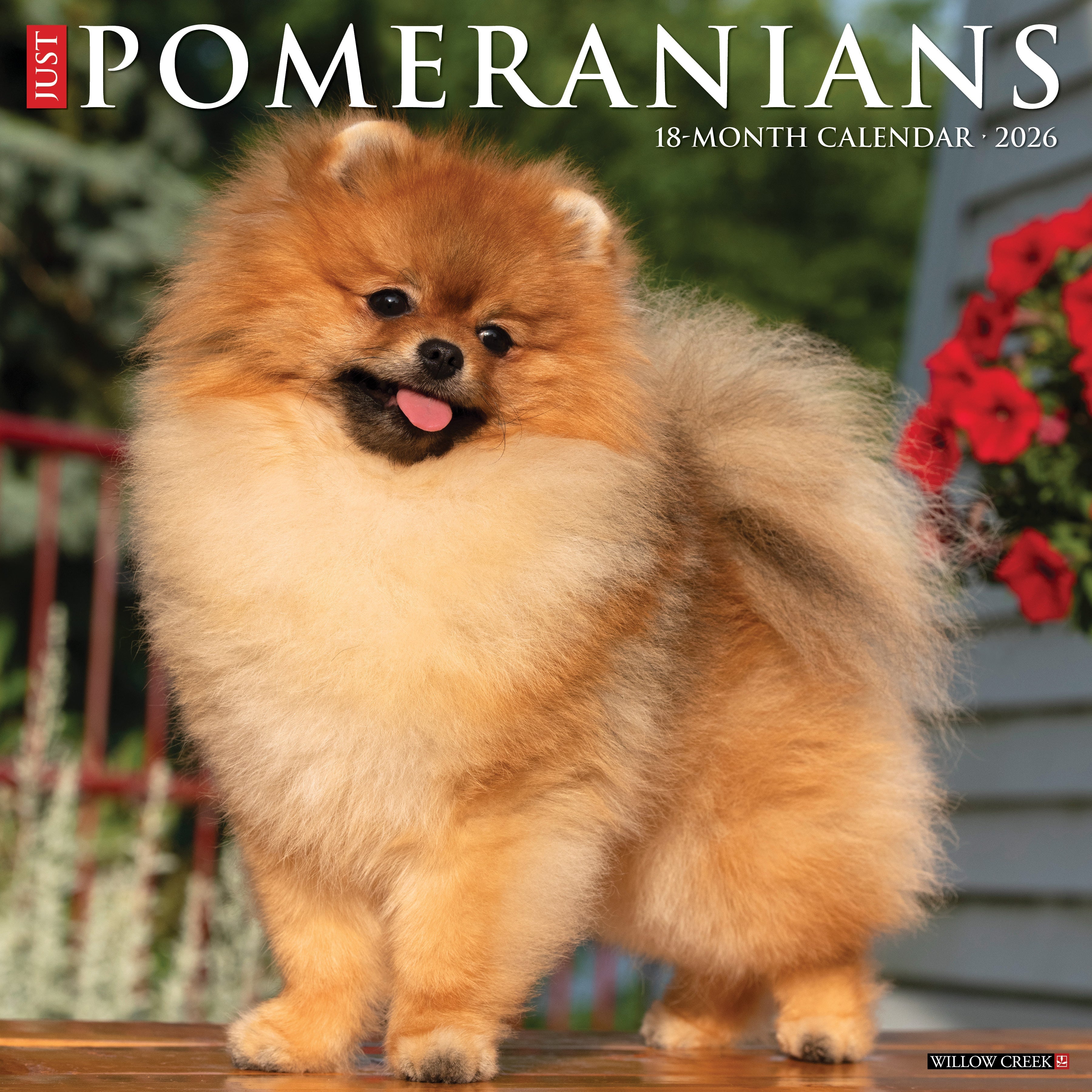 2026 Pomeranians - Square Wall Calendar