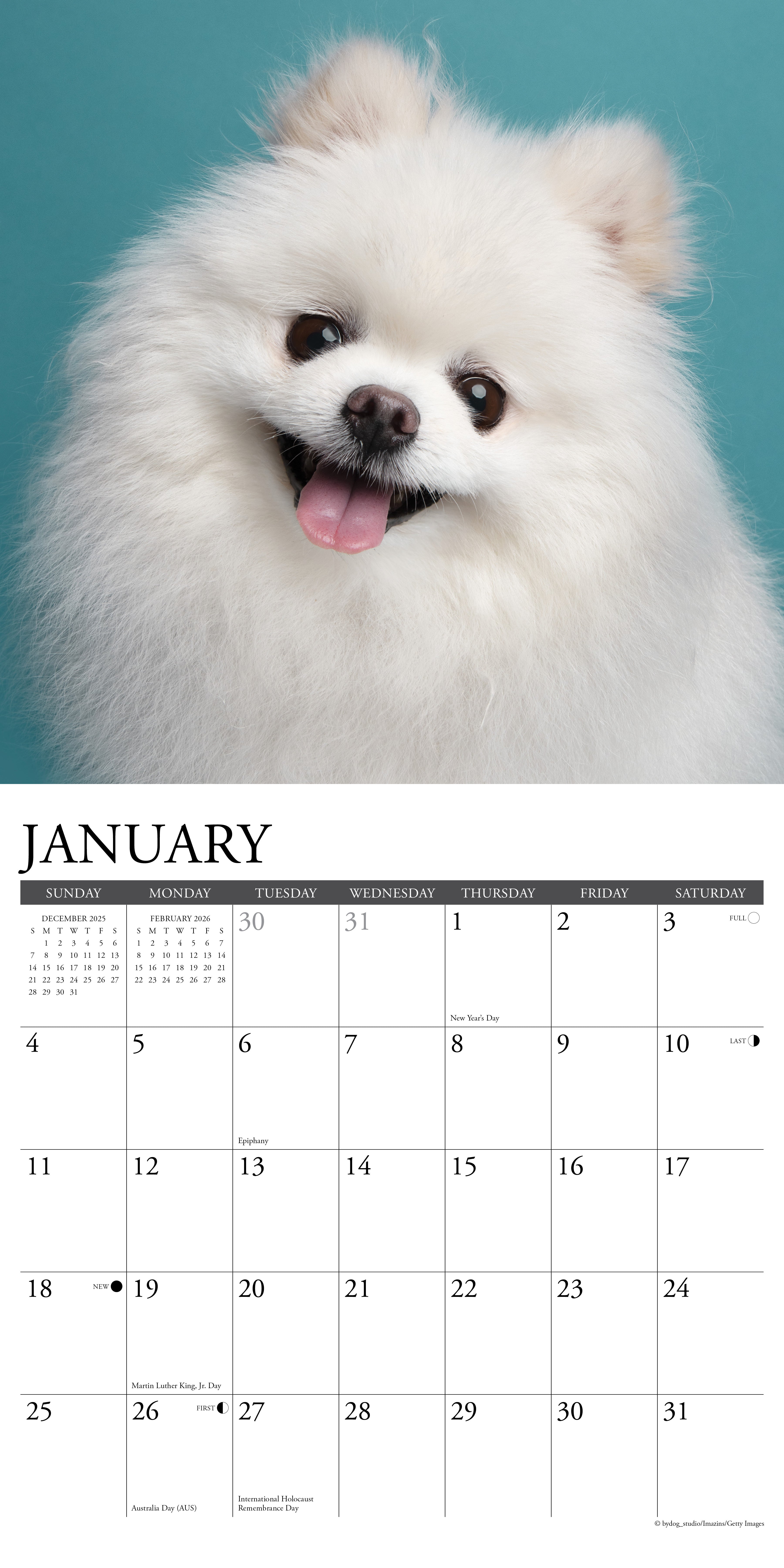 2026 Pomeranians - Square Wall Calendar