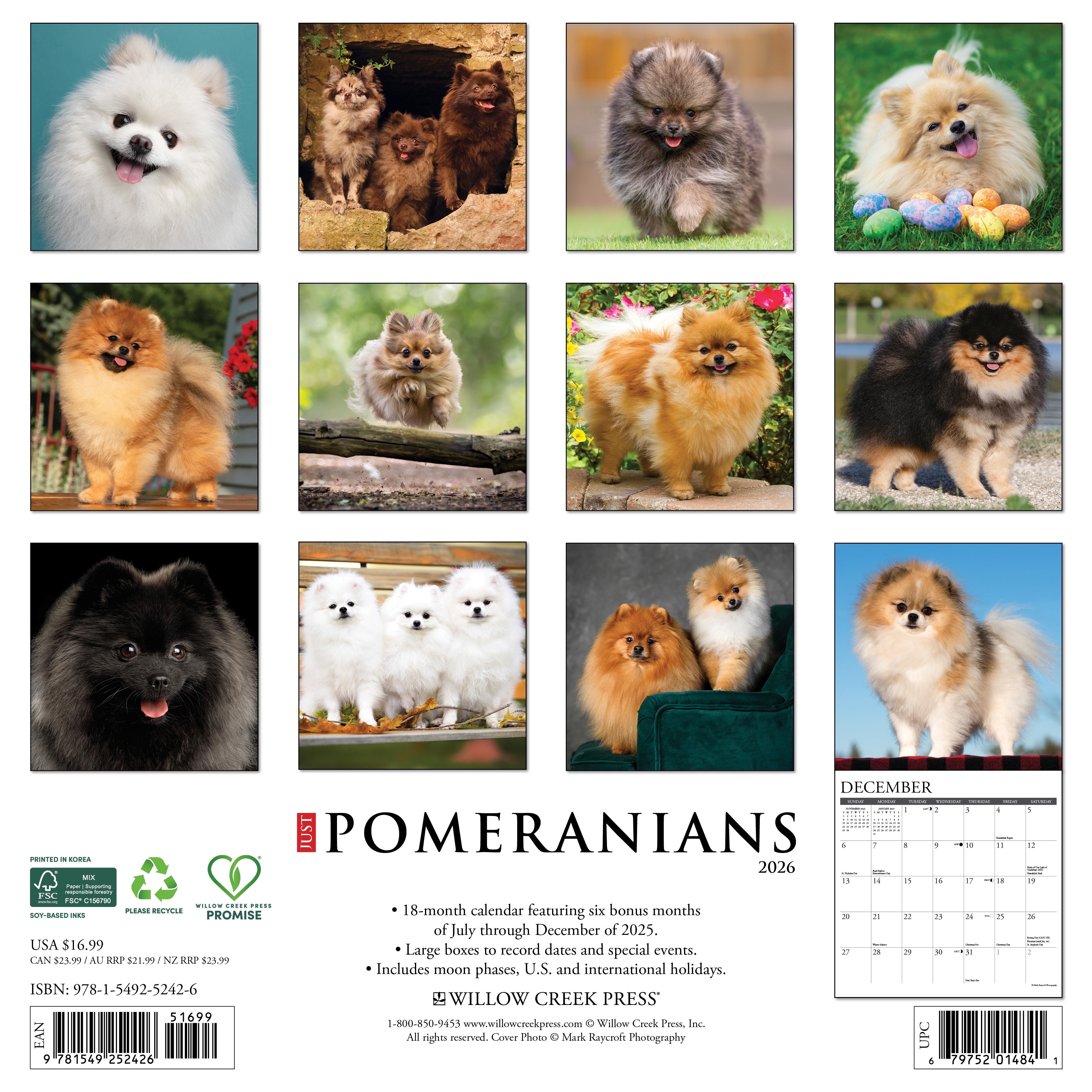 2026 Pomeranians - Square Wall Calendar