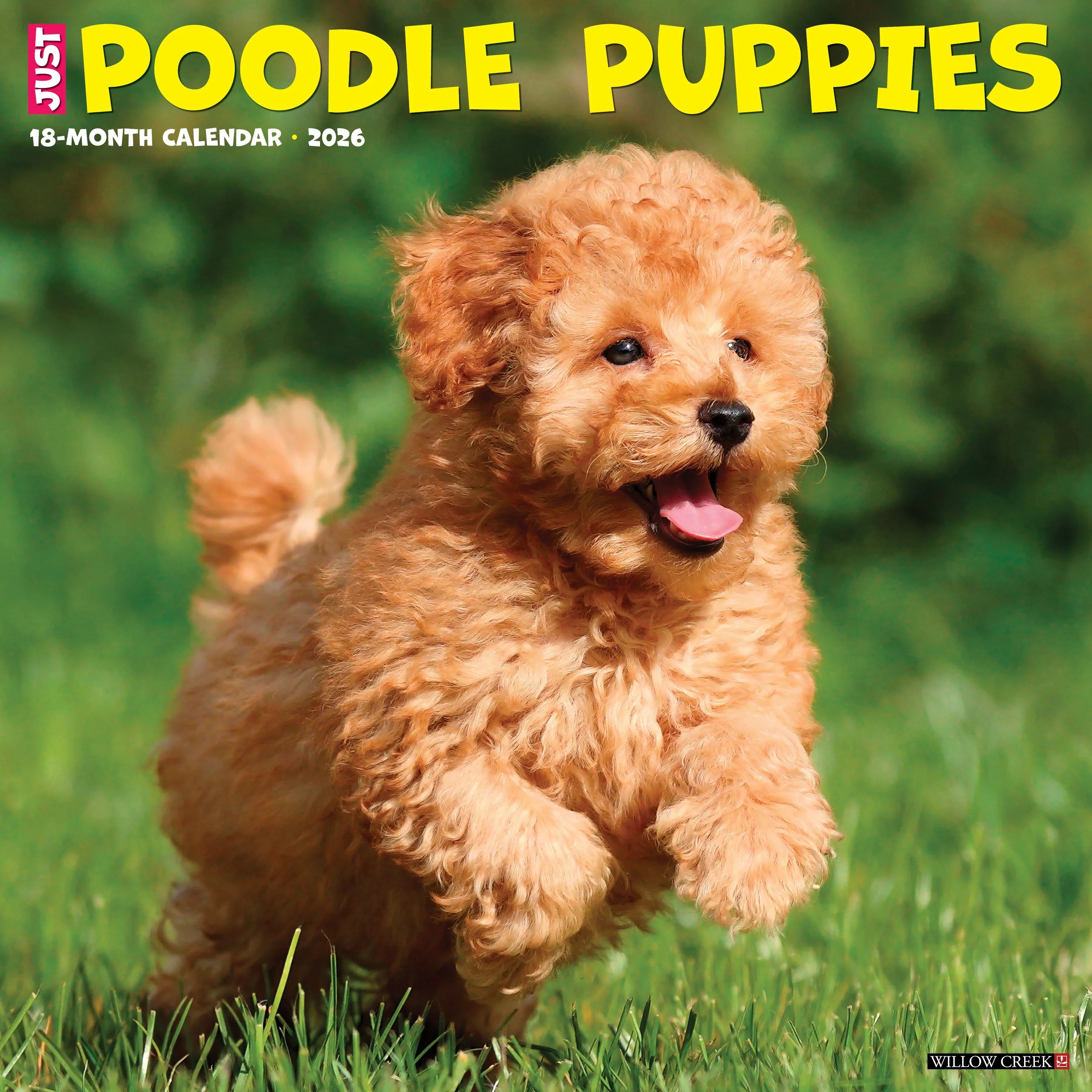 2026 Poodle Puppies - Square Wall Calendar