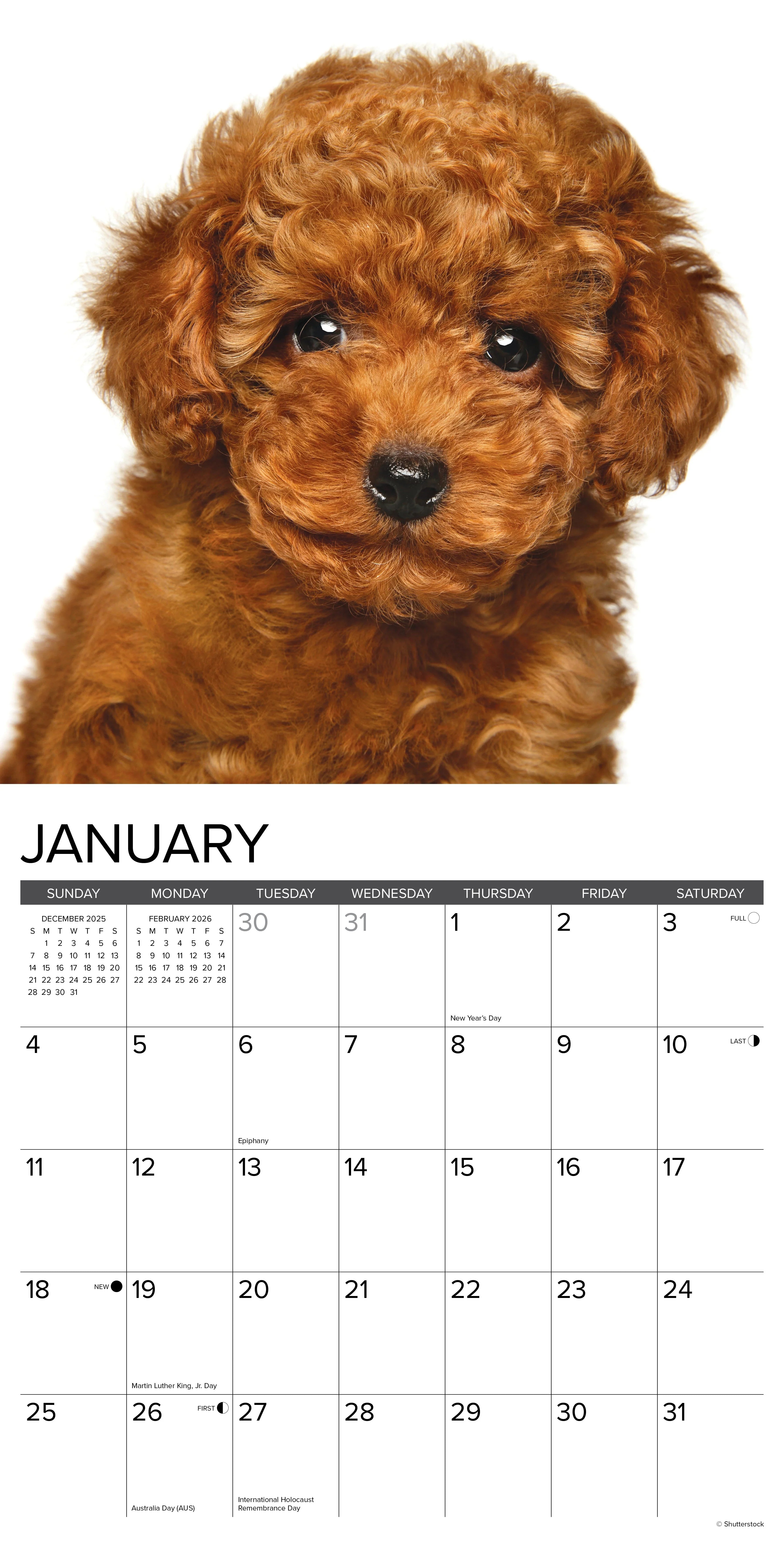 2026 Poodle Puppies - Square Wall Calendar