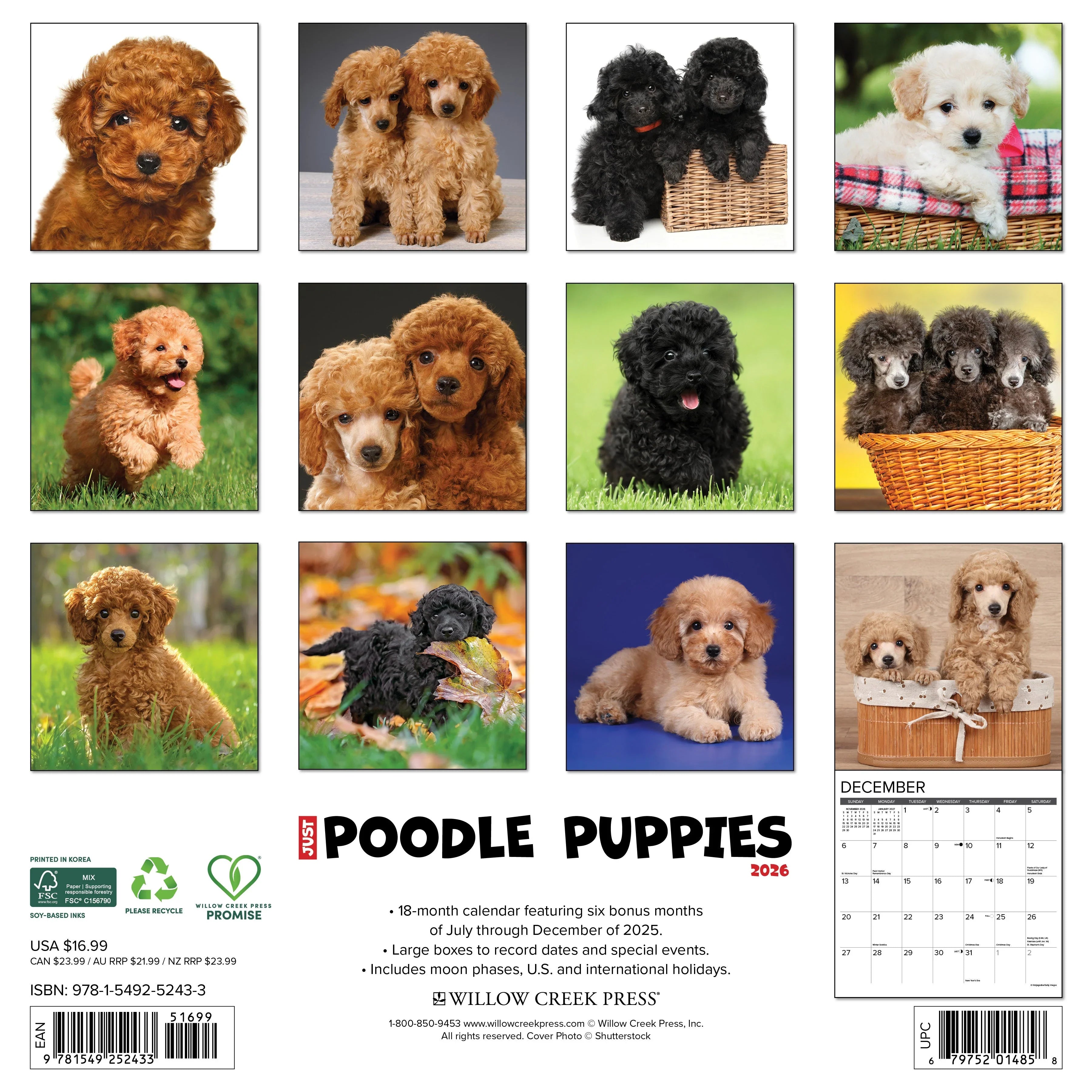 2026 Poodle Puppies - Square Wall Calendar