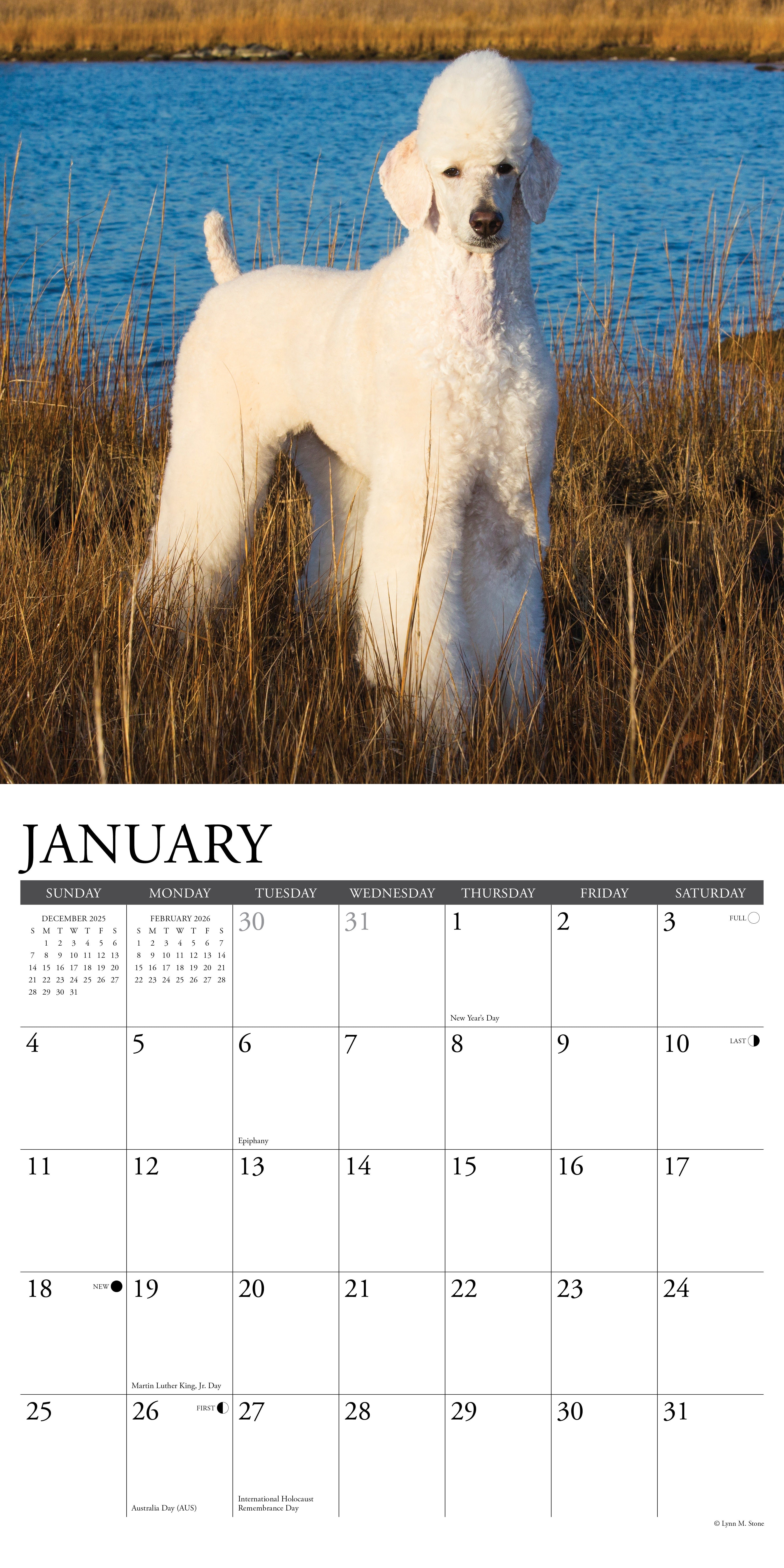 2026 Poodles - Square Wall Calendar