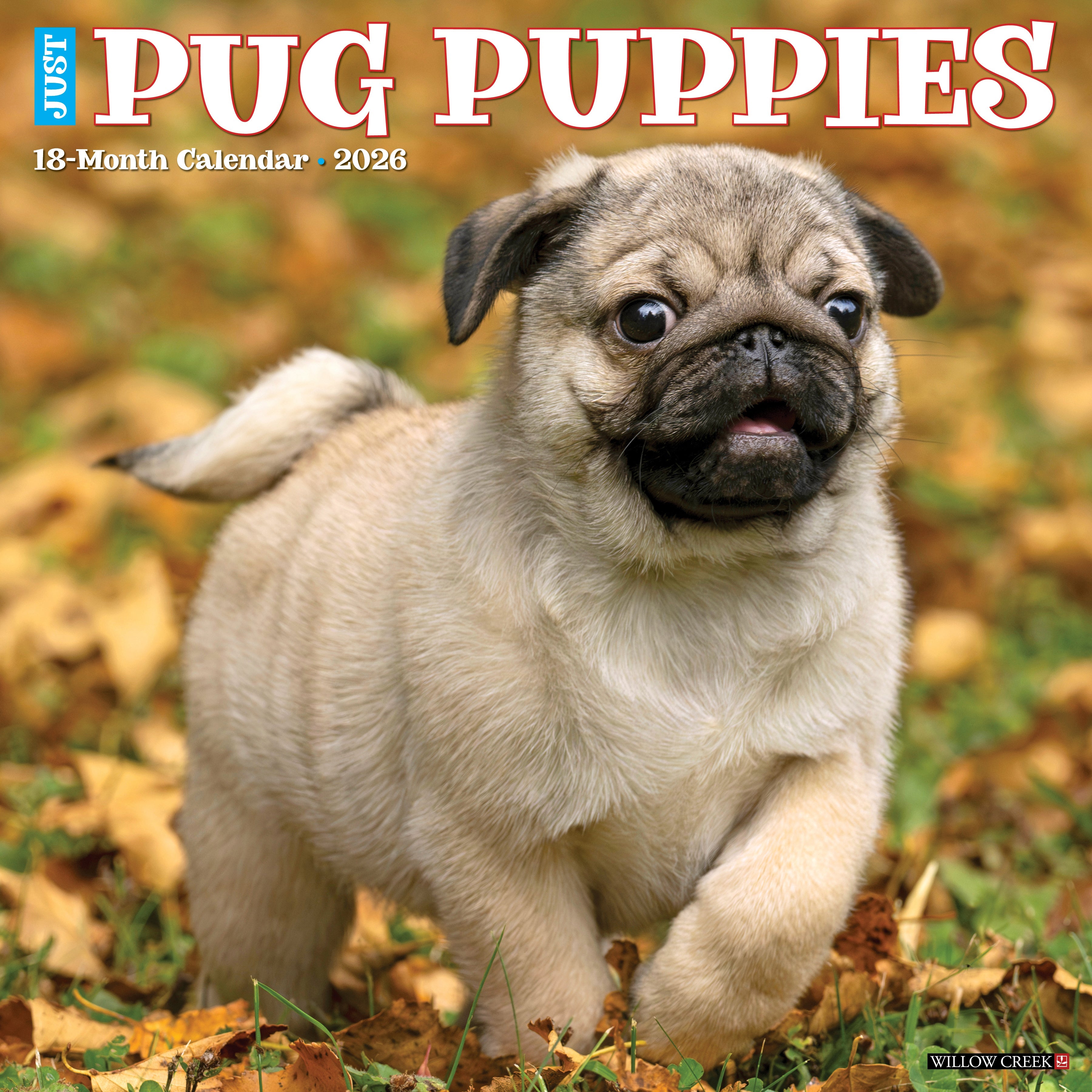 2026 Pug Puppies - Square Wall Calendar