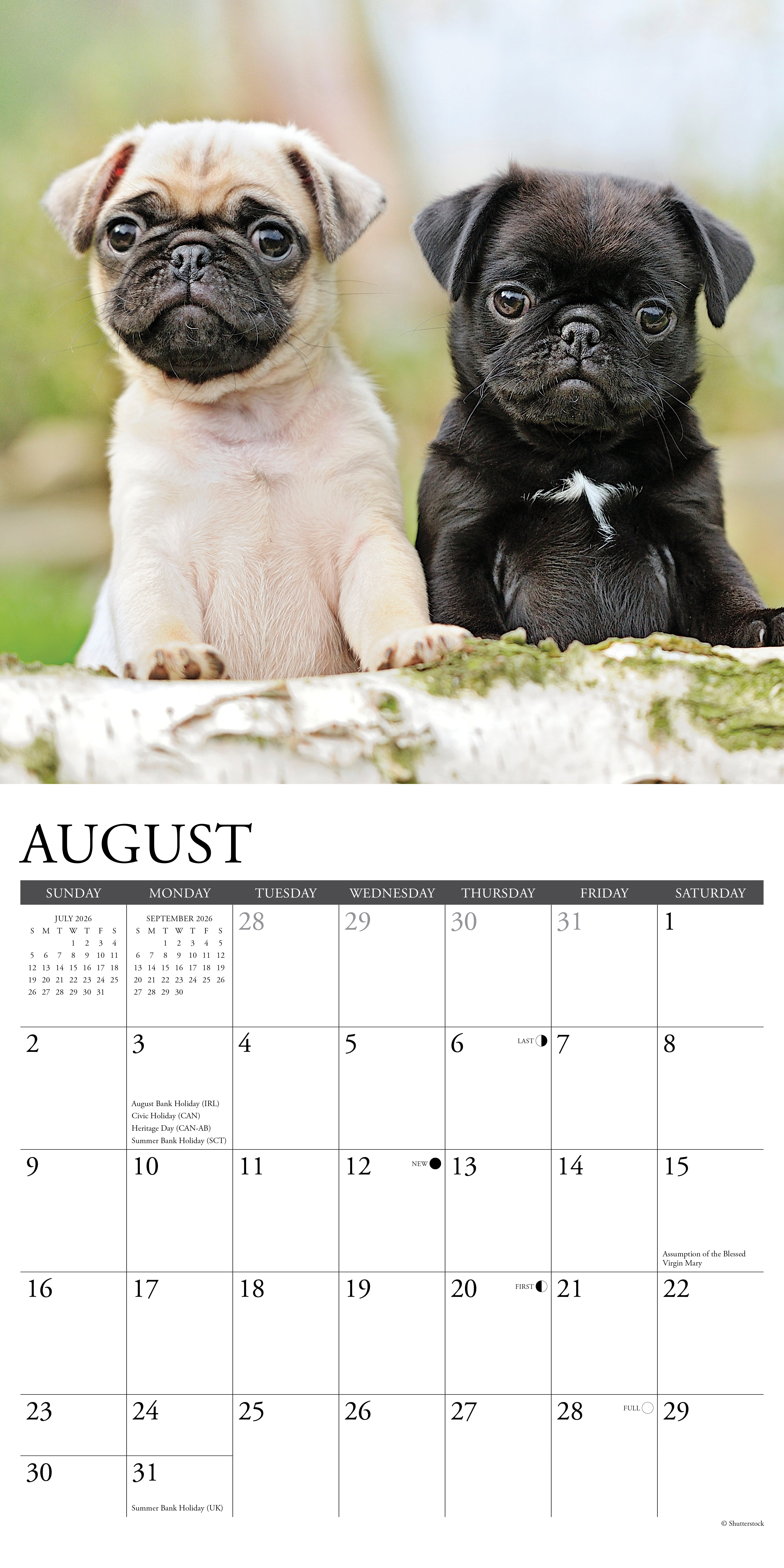 2026 Pug Puppies - Square Wall Calendar