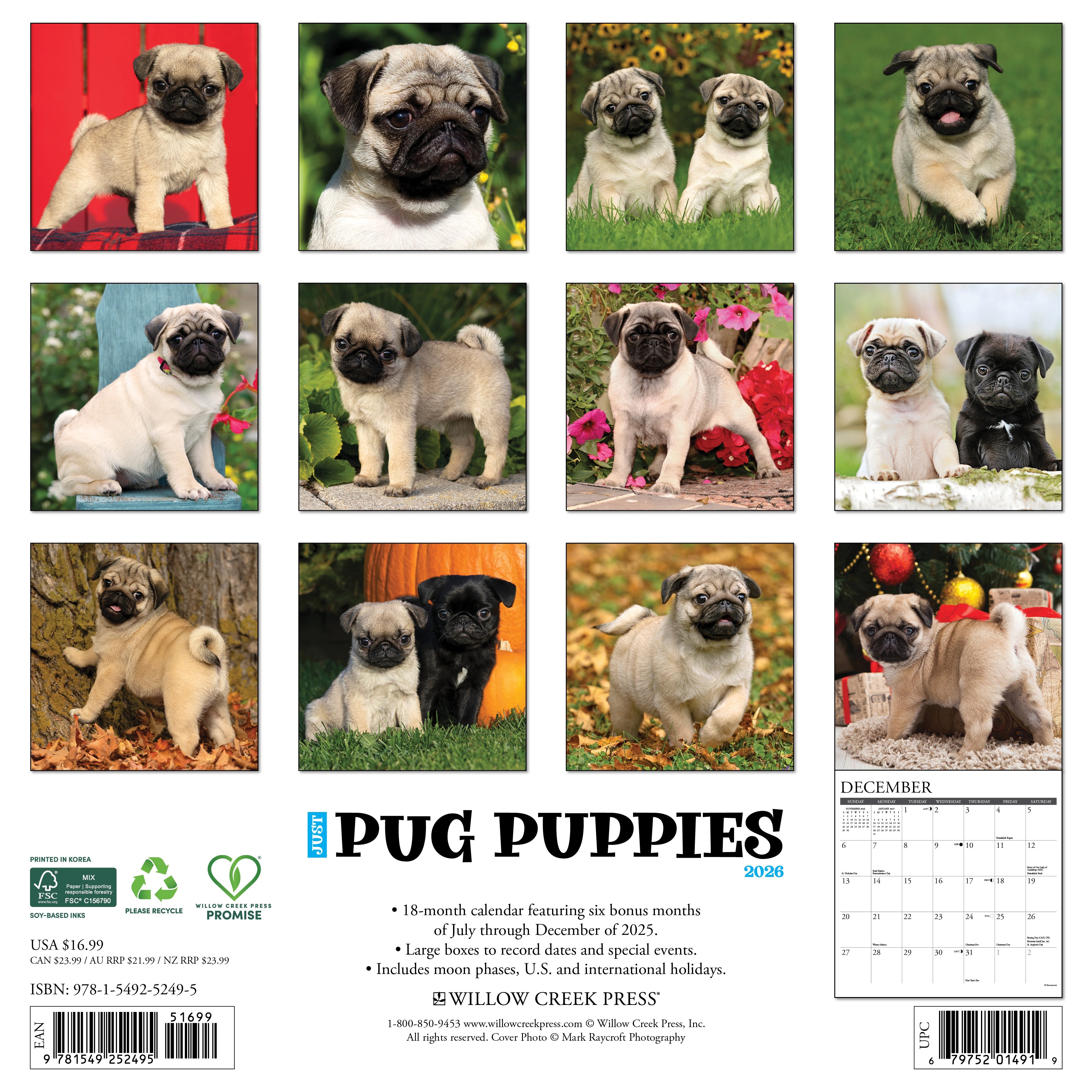 2026 Pug Puppies - Square Wall Calendar