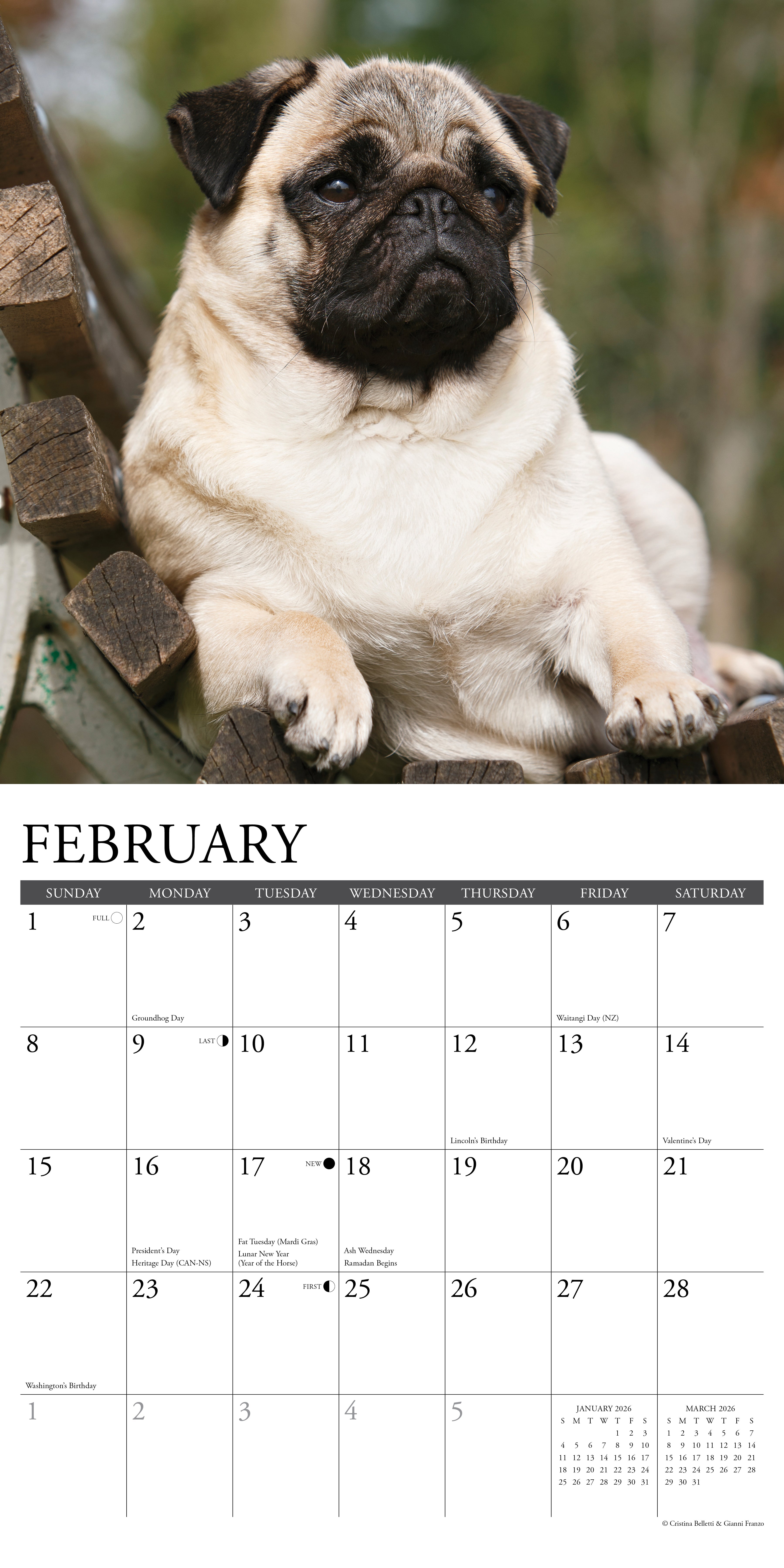 2026 Pugs - Square Wall Calendar