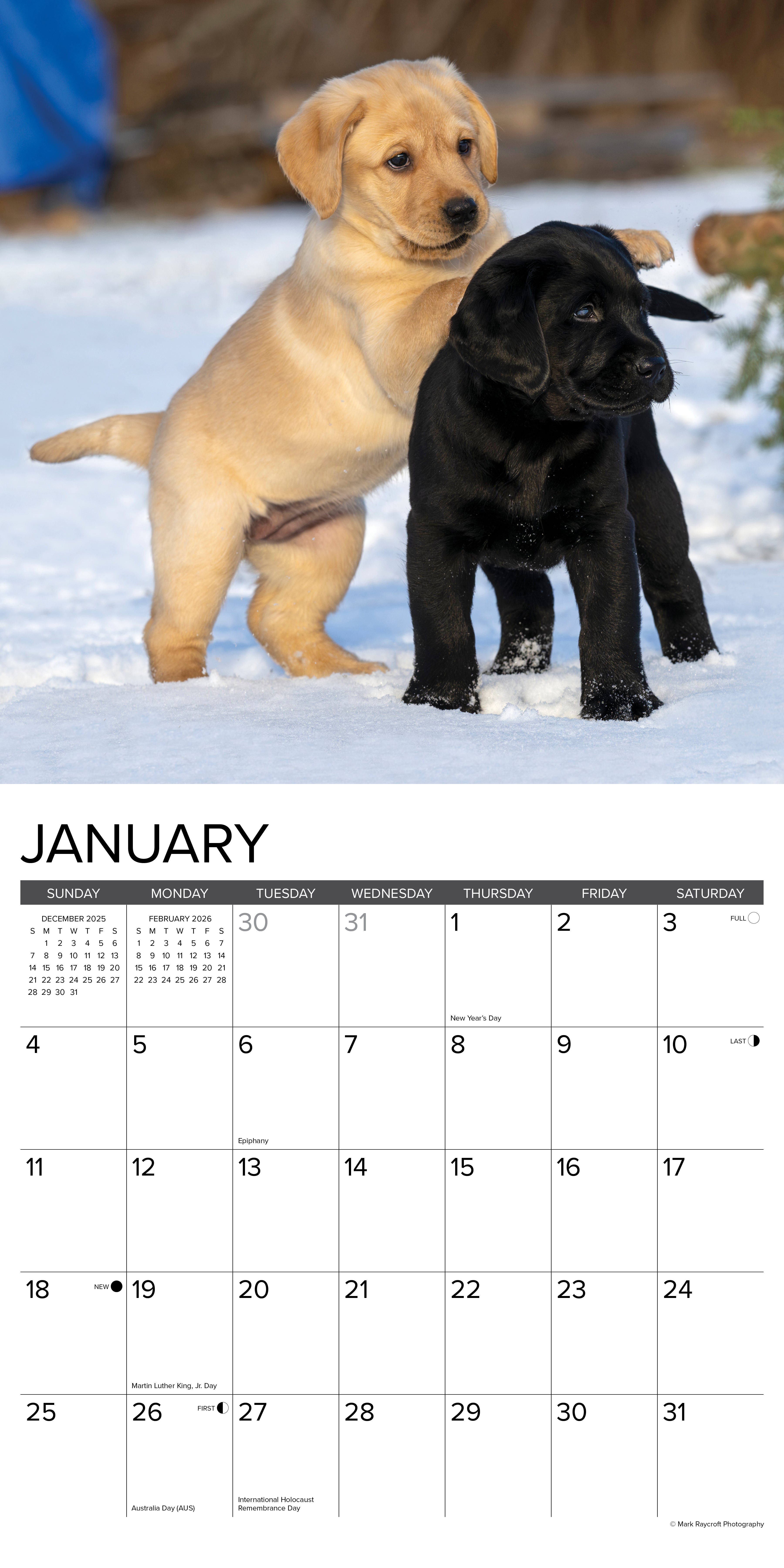 2026 Puppy Playmates - Square Wall Calendar