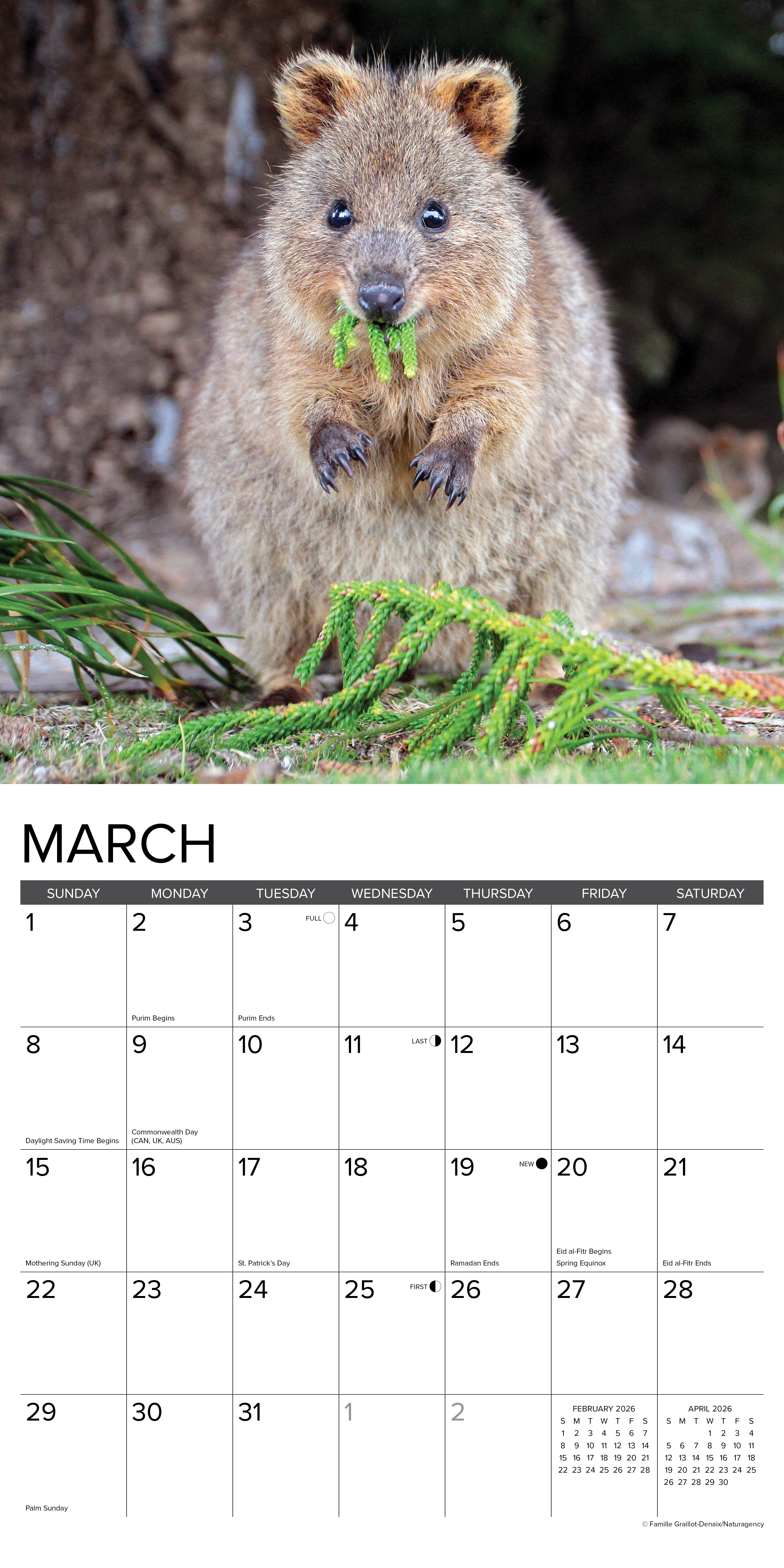 2026 Quokkas - Square Wall Calendar