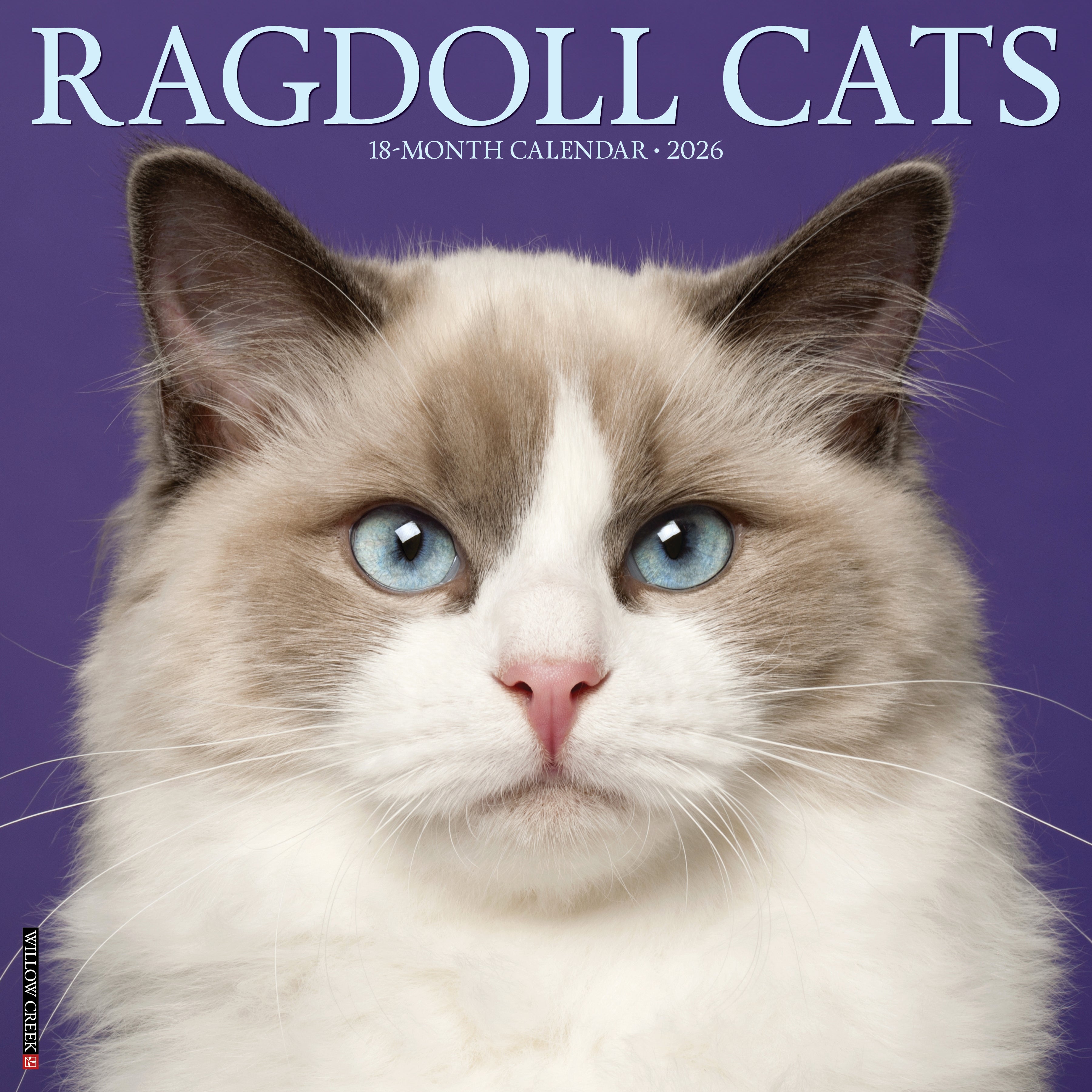 2026 Ragdoll Cats - Square Wall Calendar