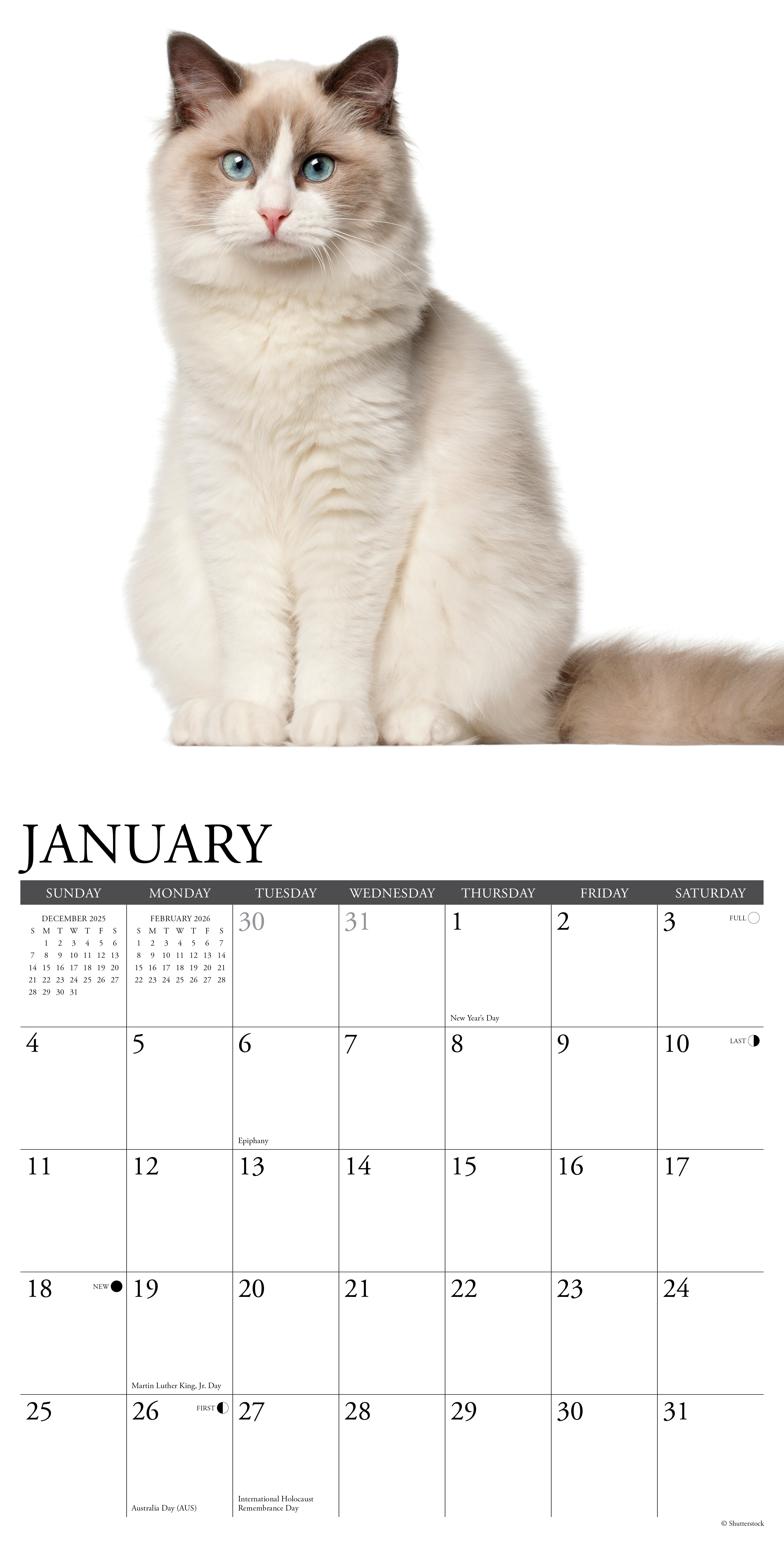 2026 Ragdoll Cats - Square Wall Calendar