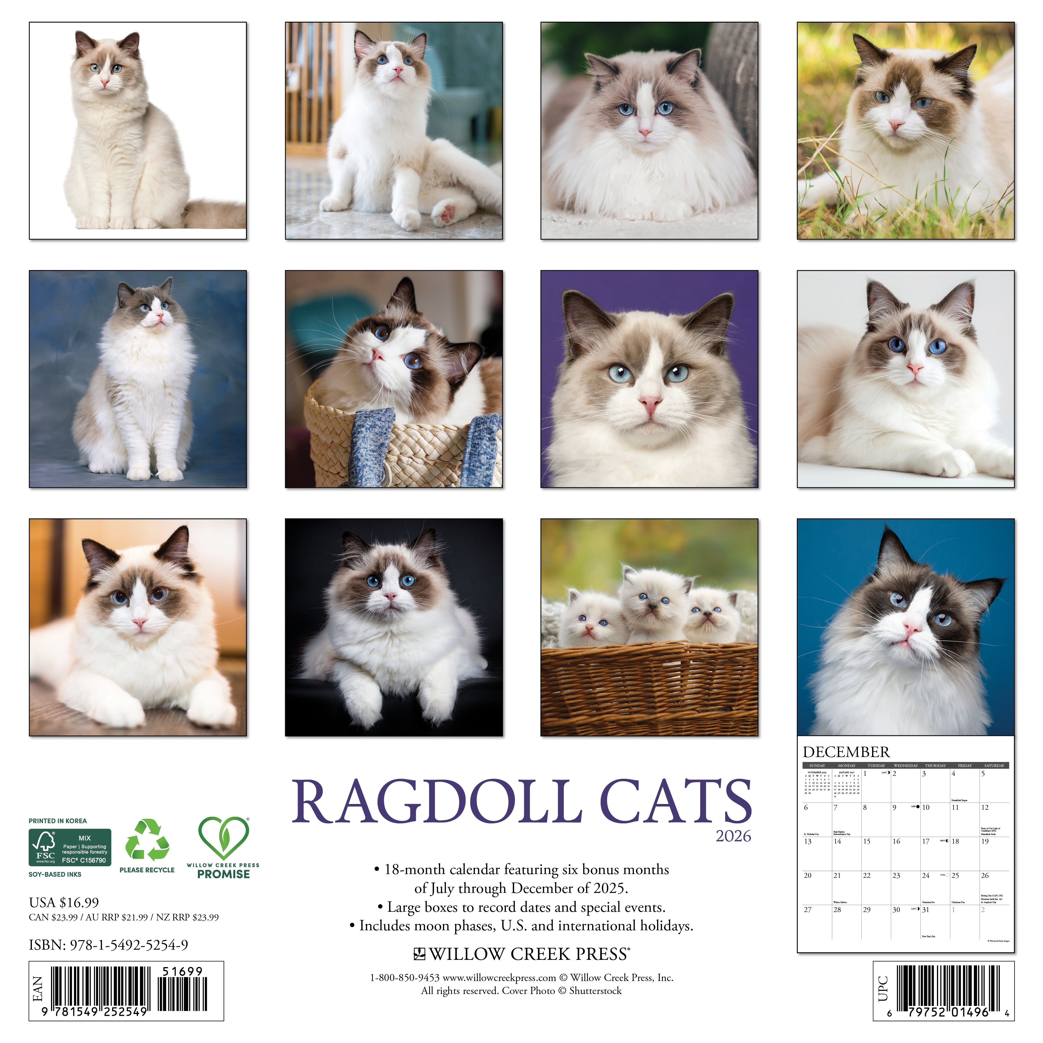 2026 Ragdoll Cats - Square Wall Calendar