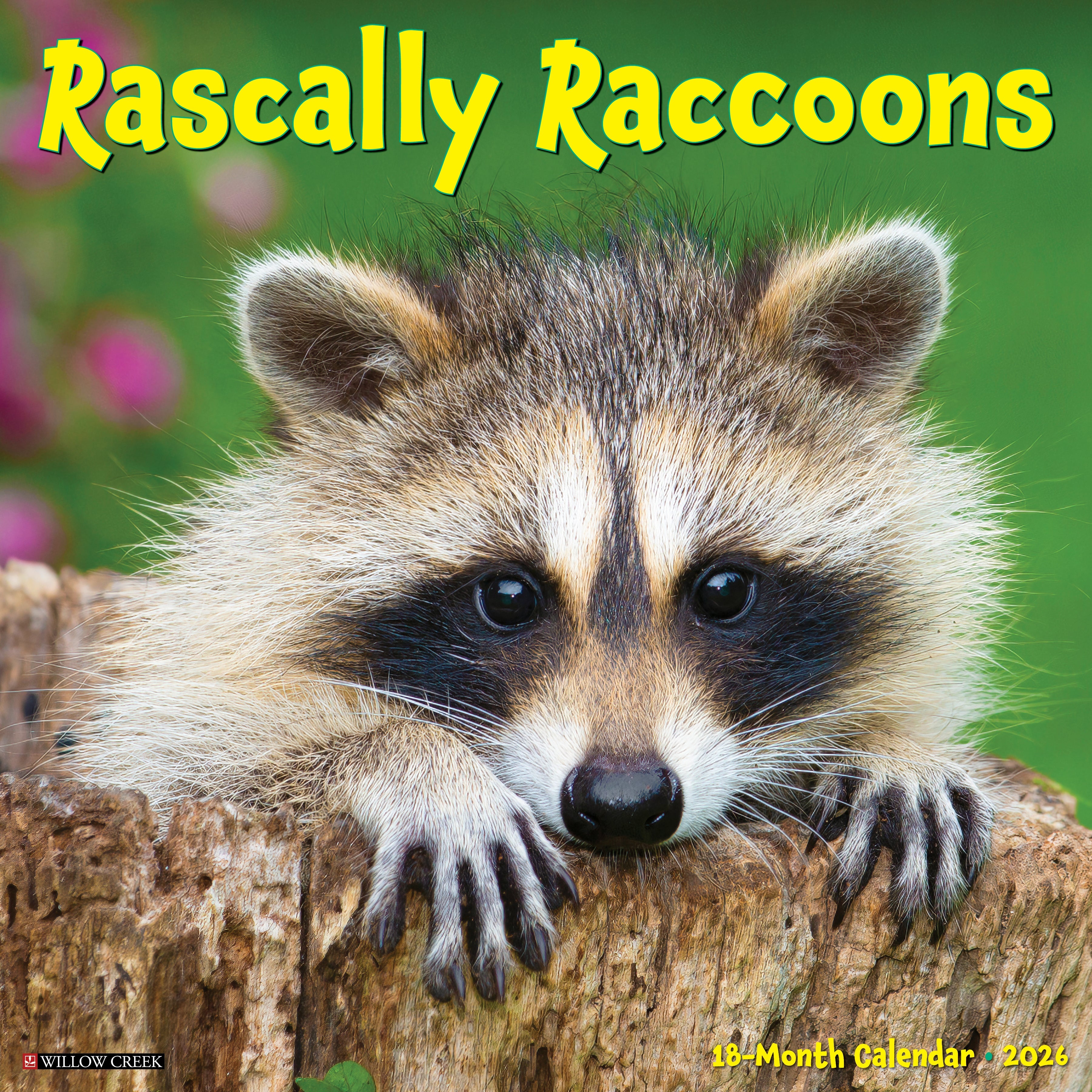 2026 Rascally Raccoons - Square Wall Calendar