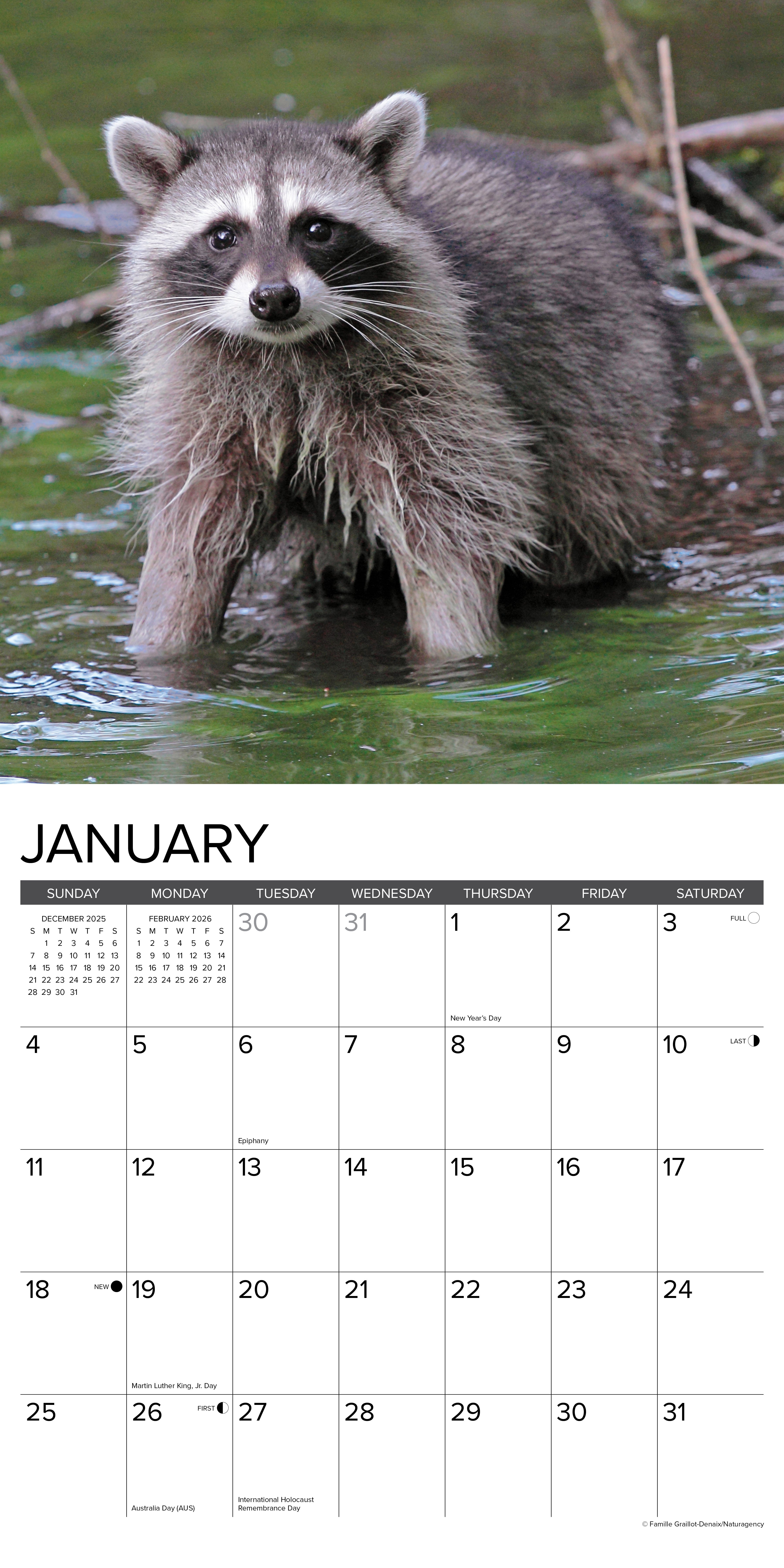 2026 Rascally Raccoons - Square Wall Calendar
